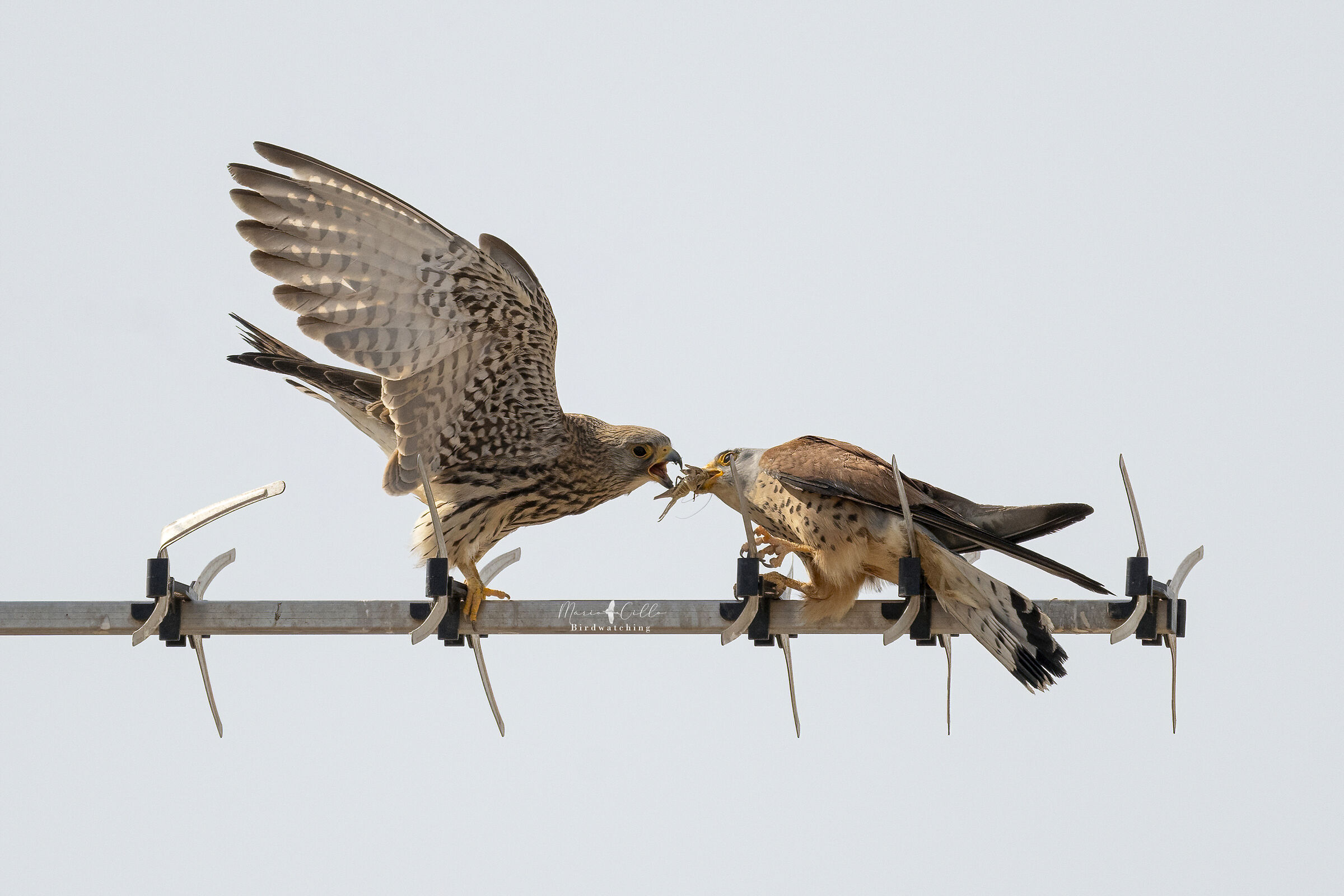 Pair of Lesser Kestrels - The Gift
