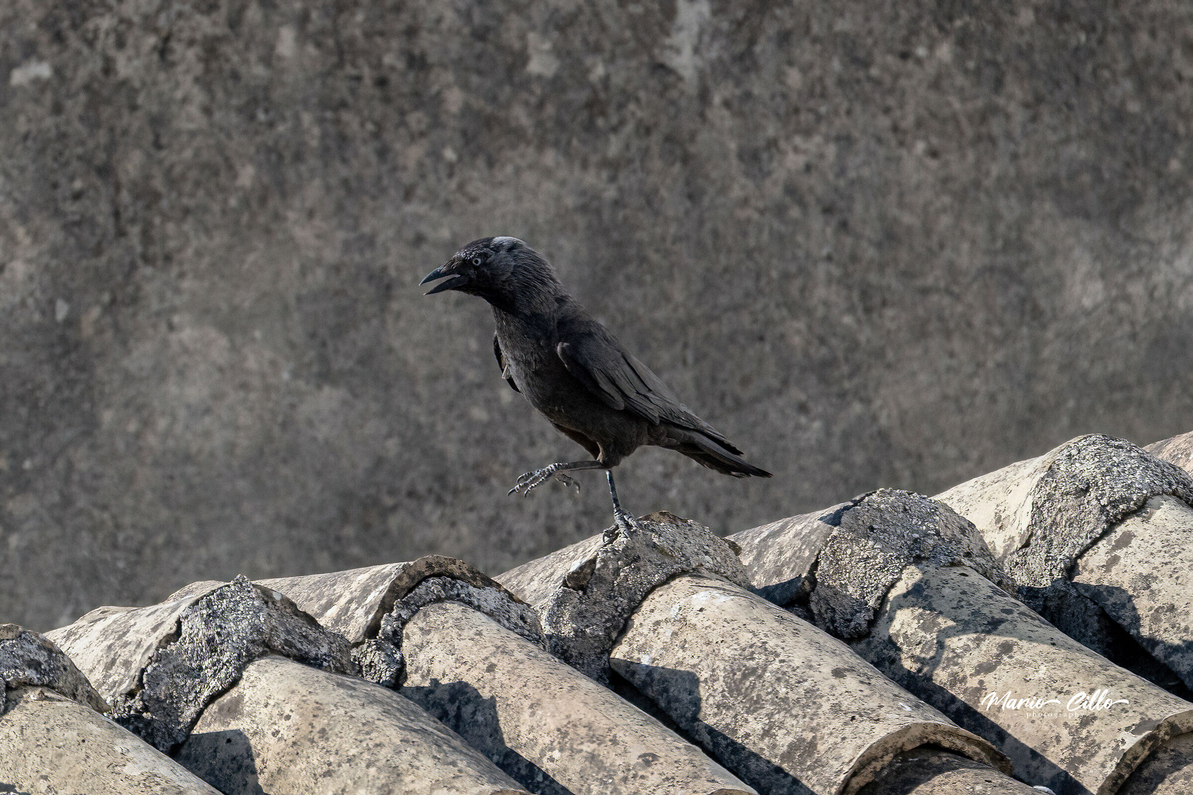Jackdaw walking on rooftops