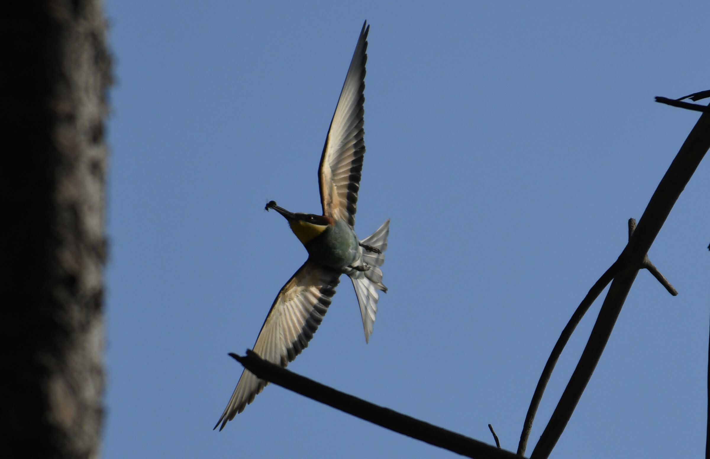 Gruccione (Merops apiaster)