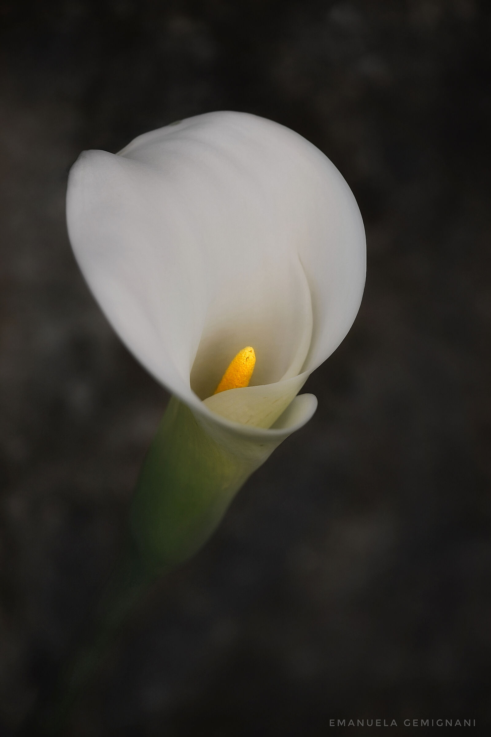 The calla lily