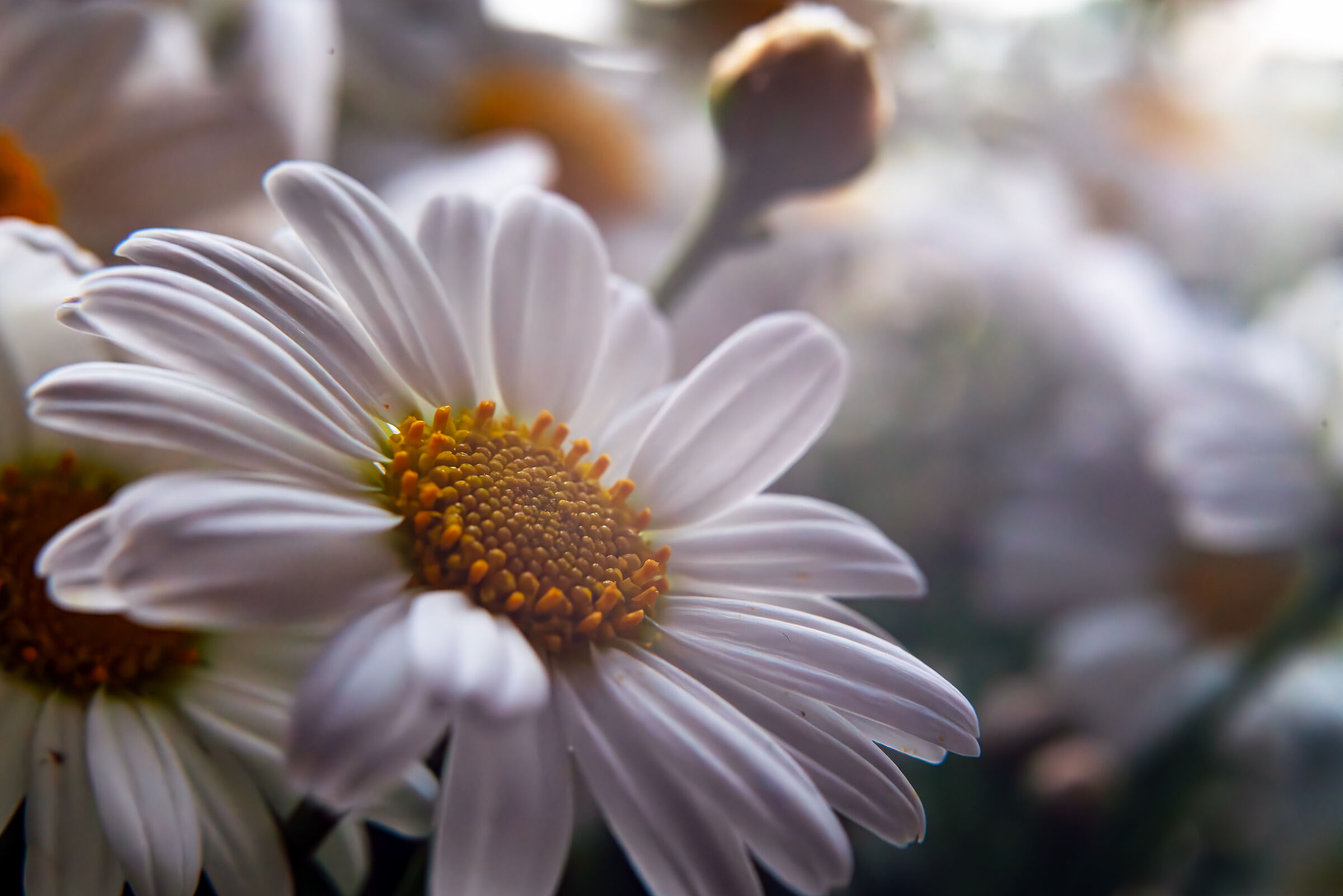 My Countryside n° 52