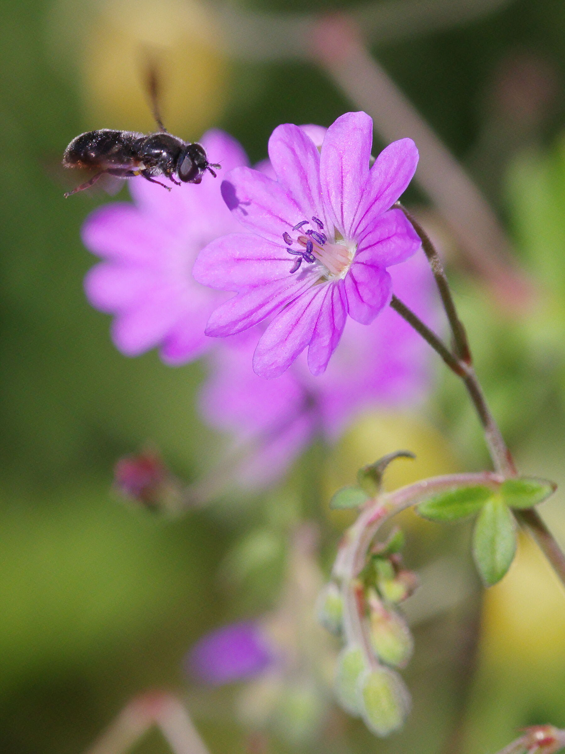 Dark Hoverfly