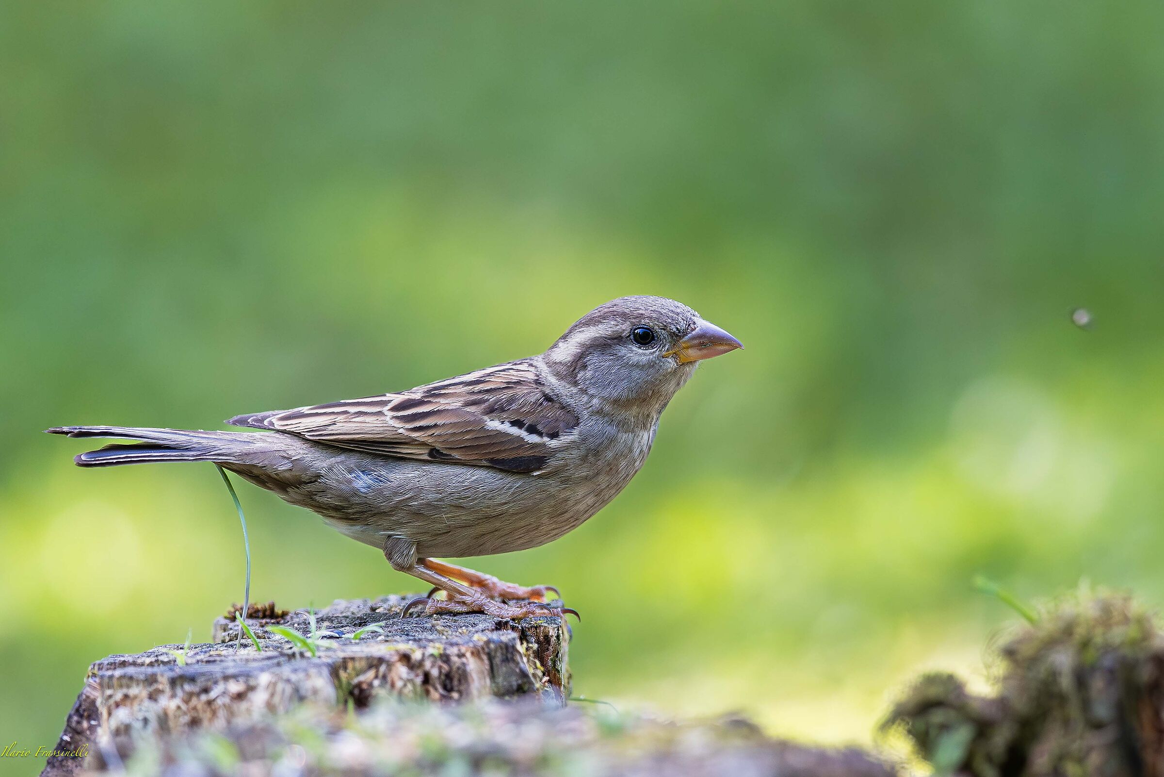 Posed Sparrow