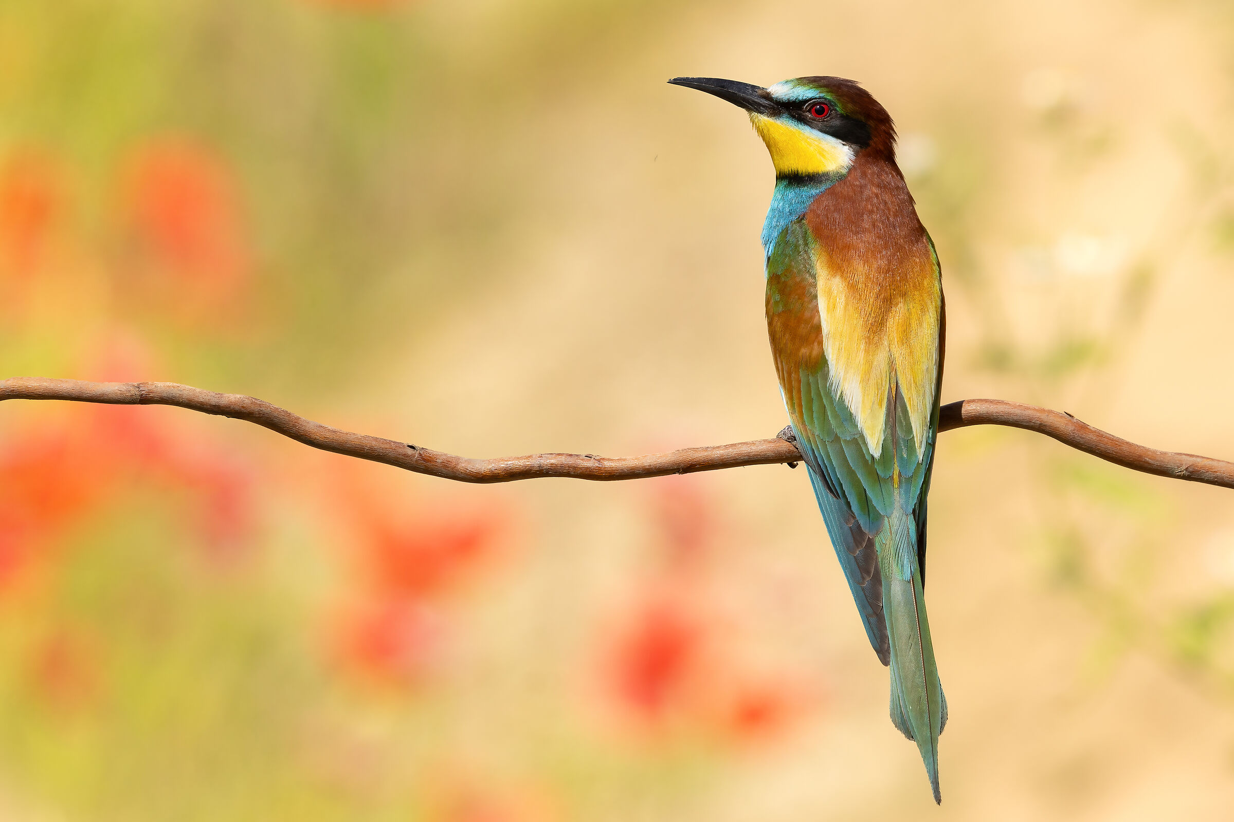 Merops apiaster