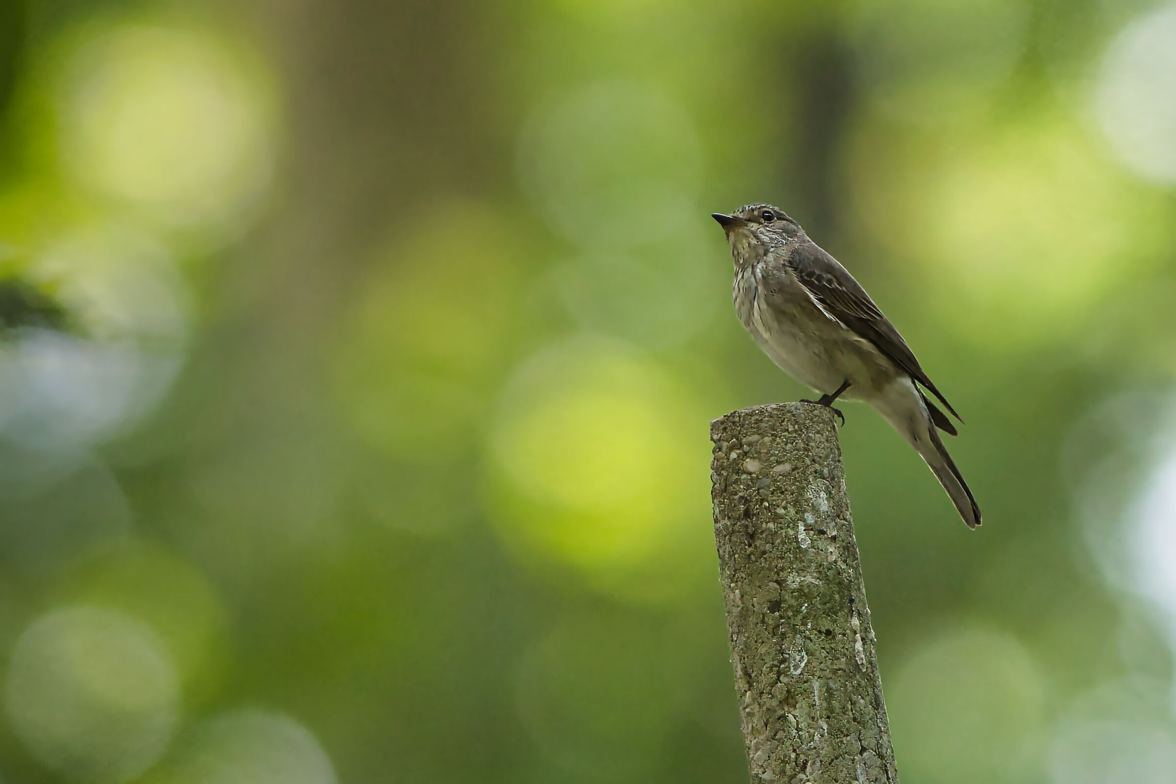 Flycatcher