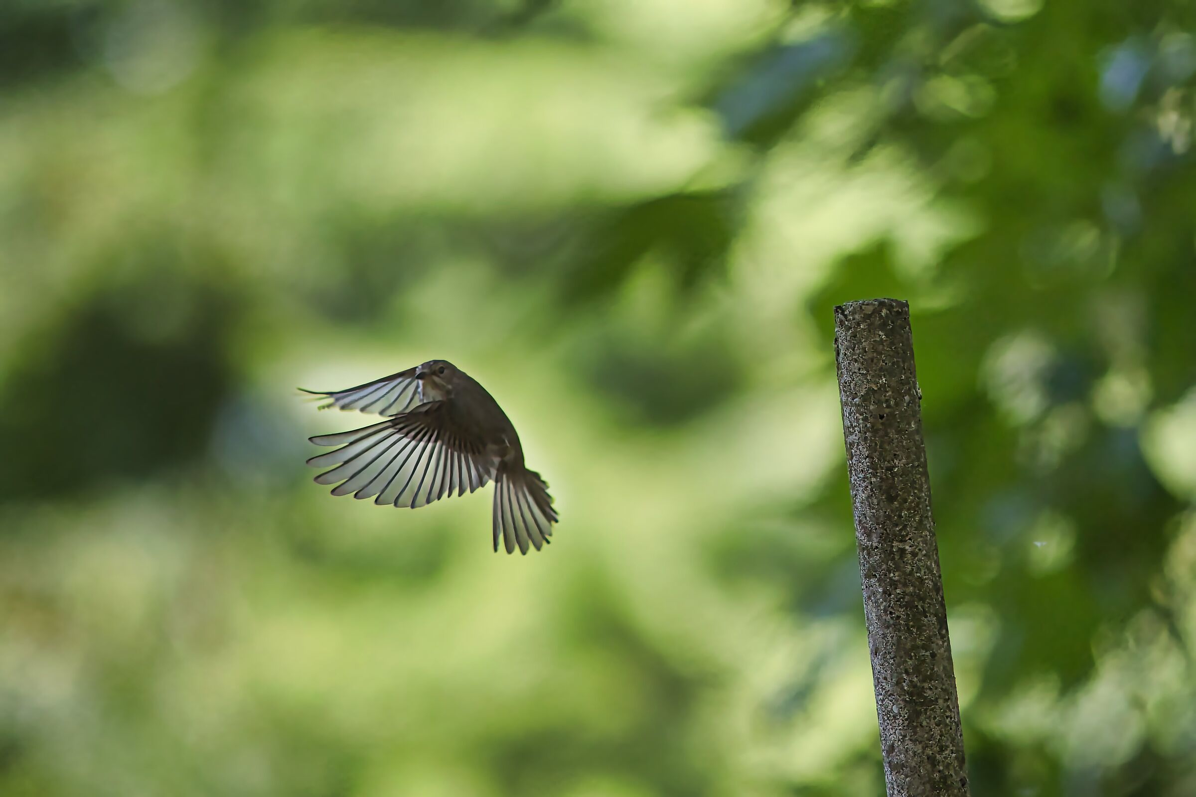 Fly catchers in flight
