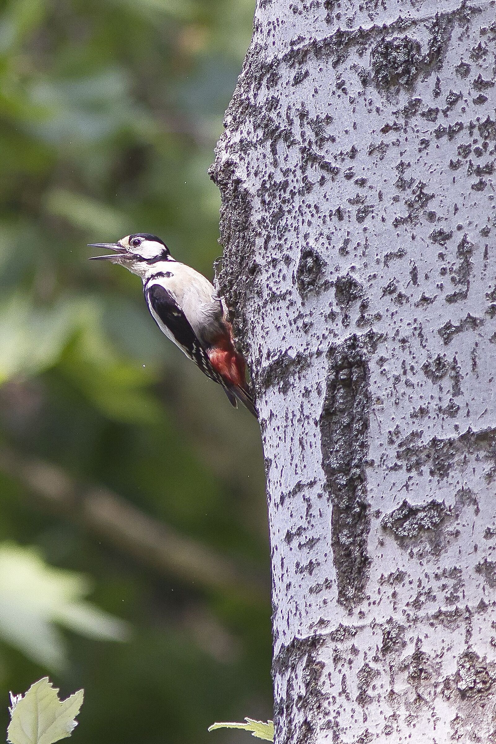 Great Spotted Woodpecker