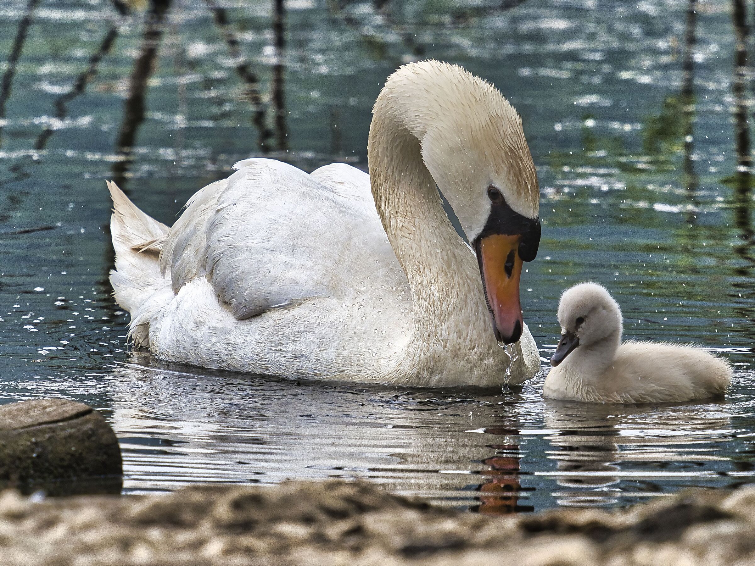 Royal swan and baby mute swan
