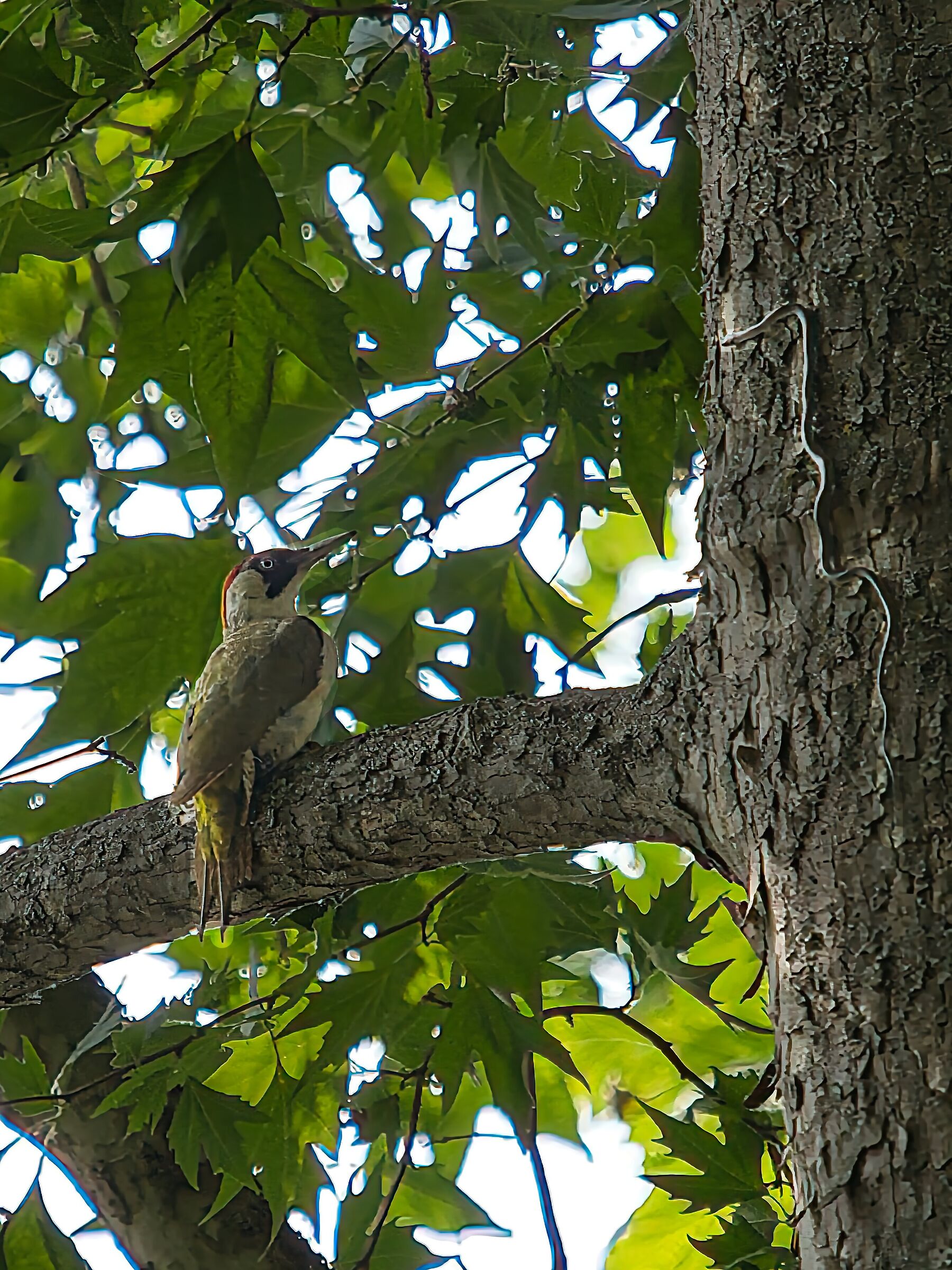 Green woodpecker