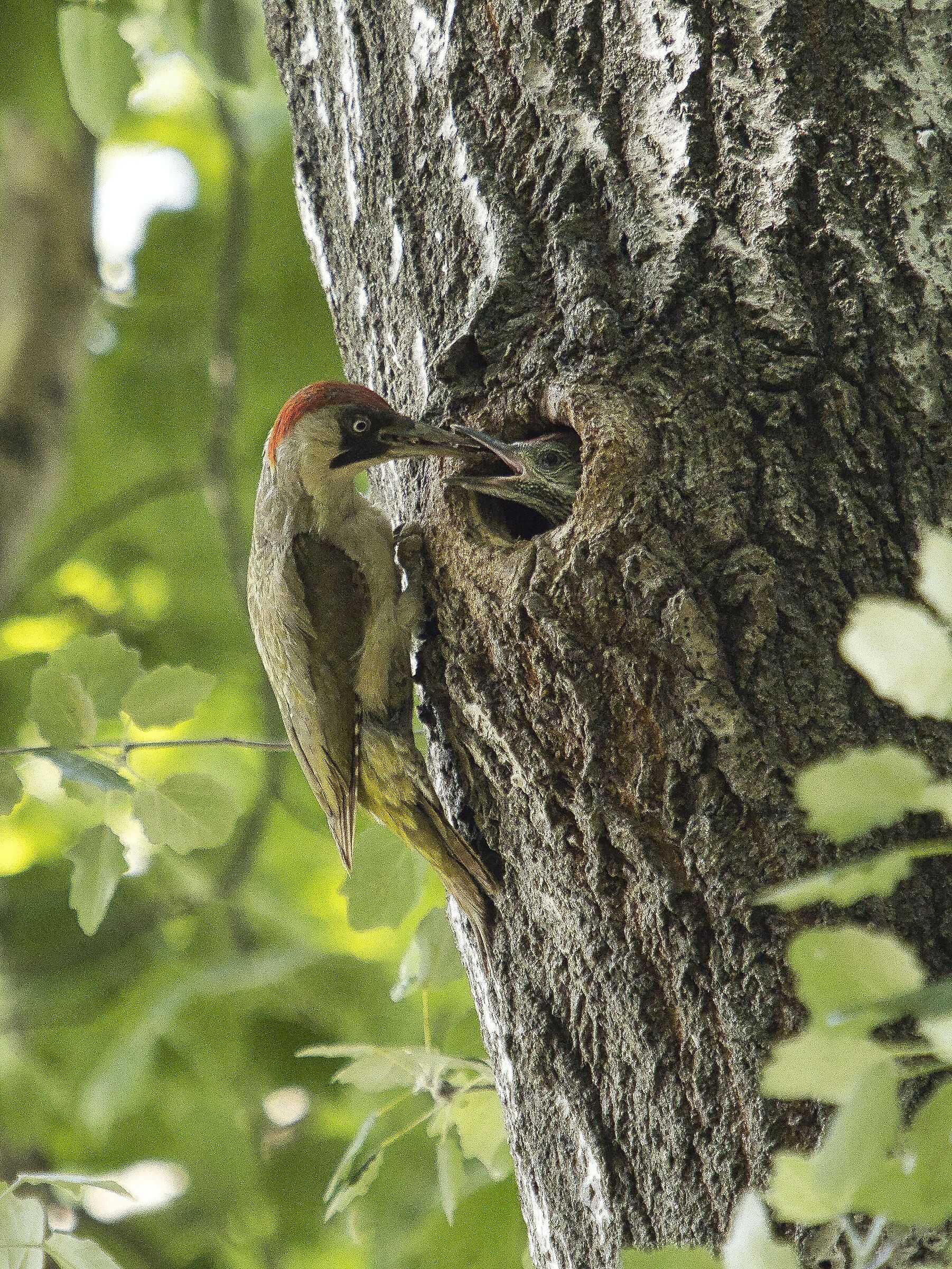 Green woodpecker