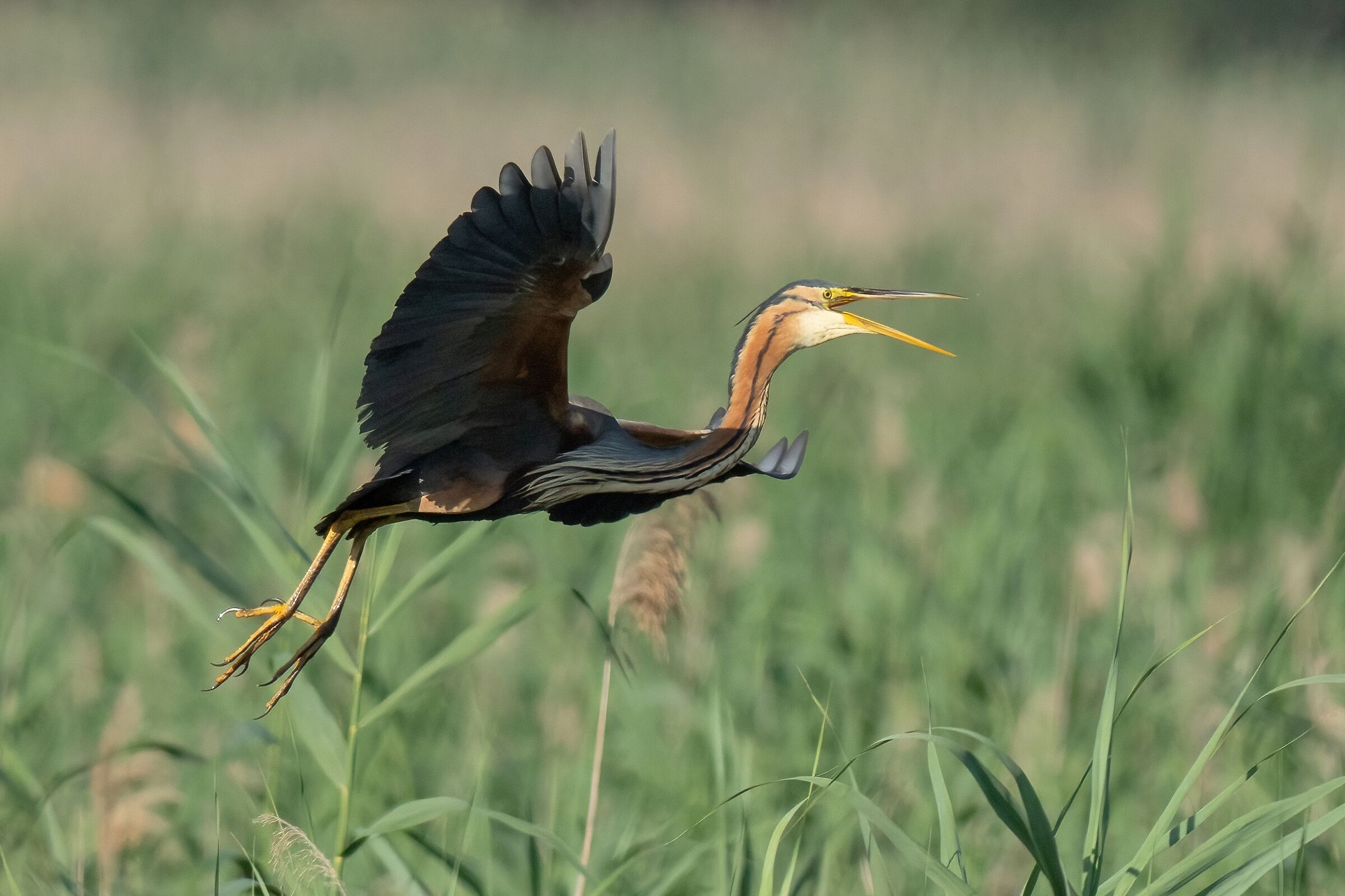 Airone rosso (Ardea purpurea)