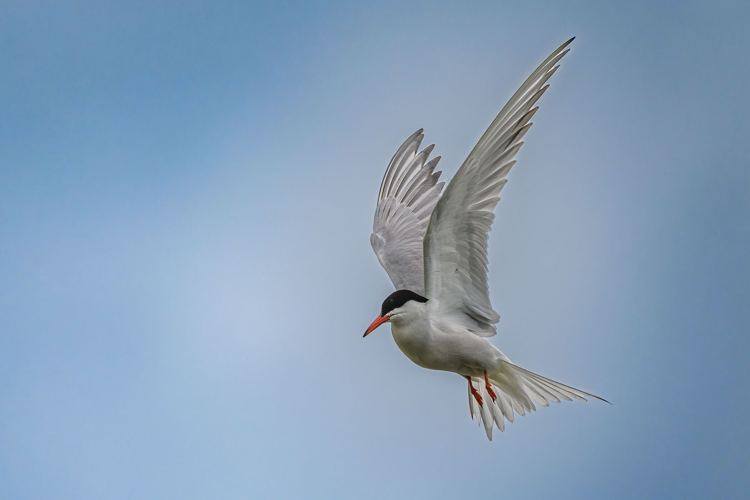 Lo "spirito santo" della Sterna