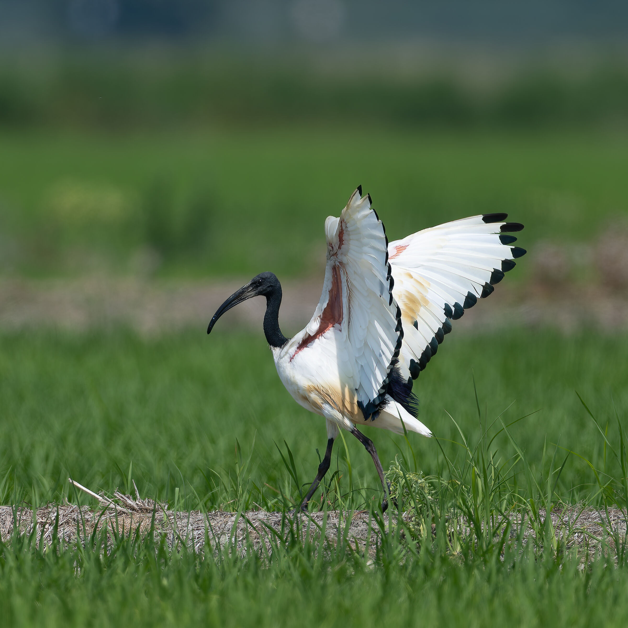 Ibis Sacro - Vercelli rice fields