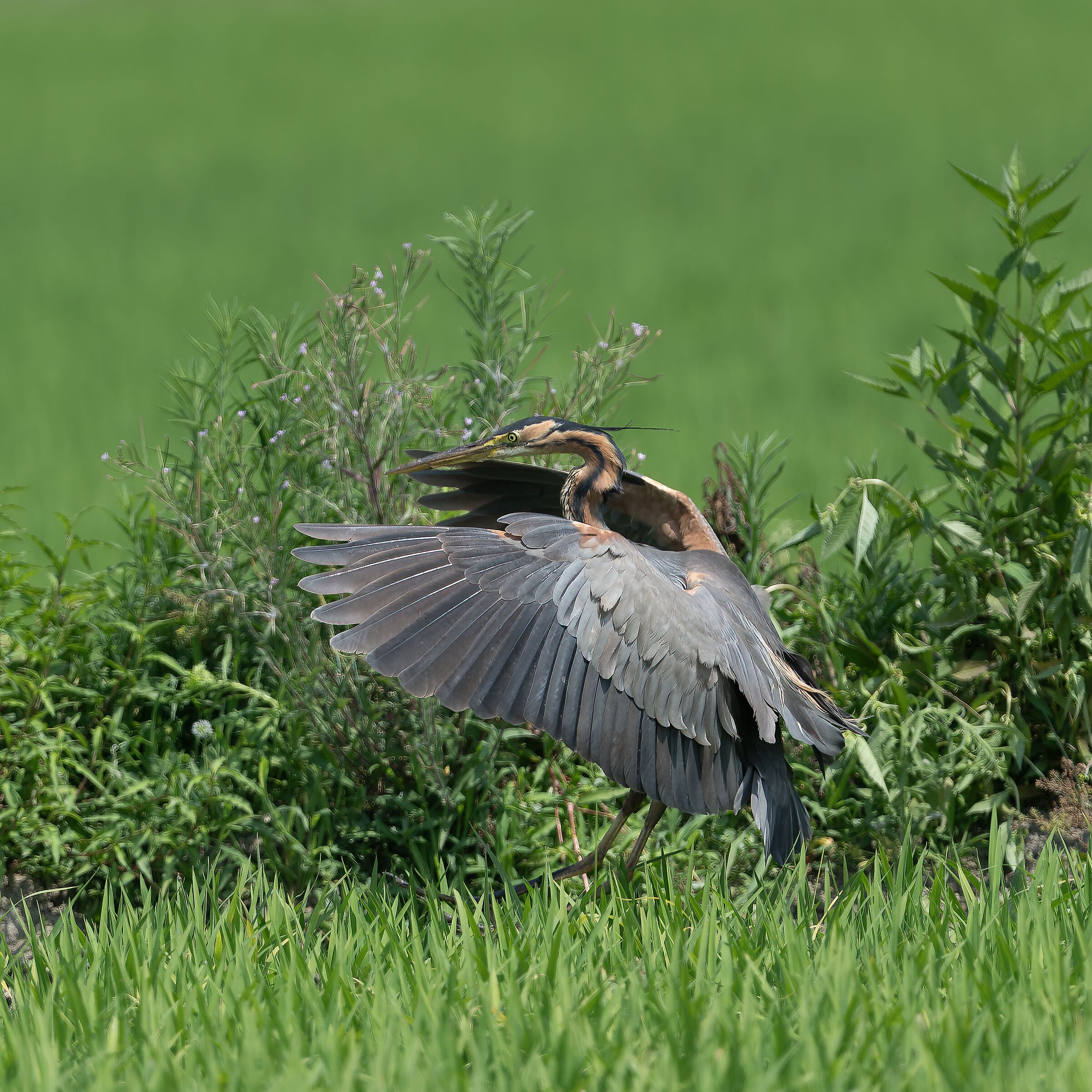 Purple heron