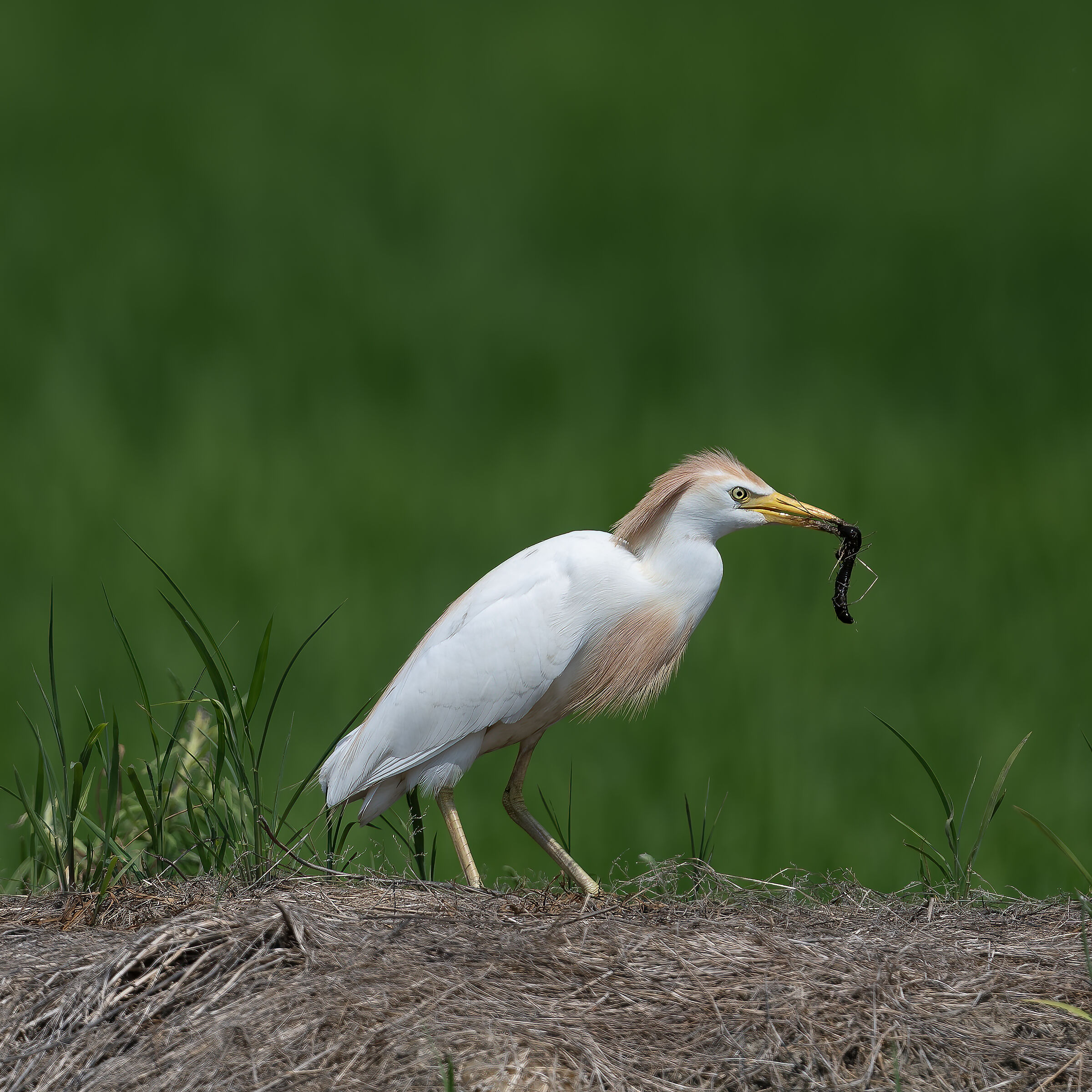 Cattle Egret - Vercelli rice fields