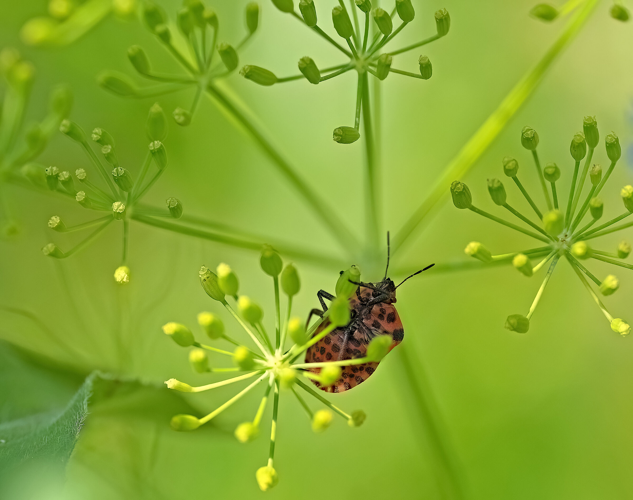 uno splendido..."non sò cos'è"