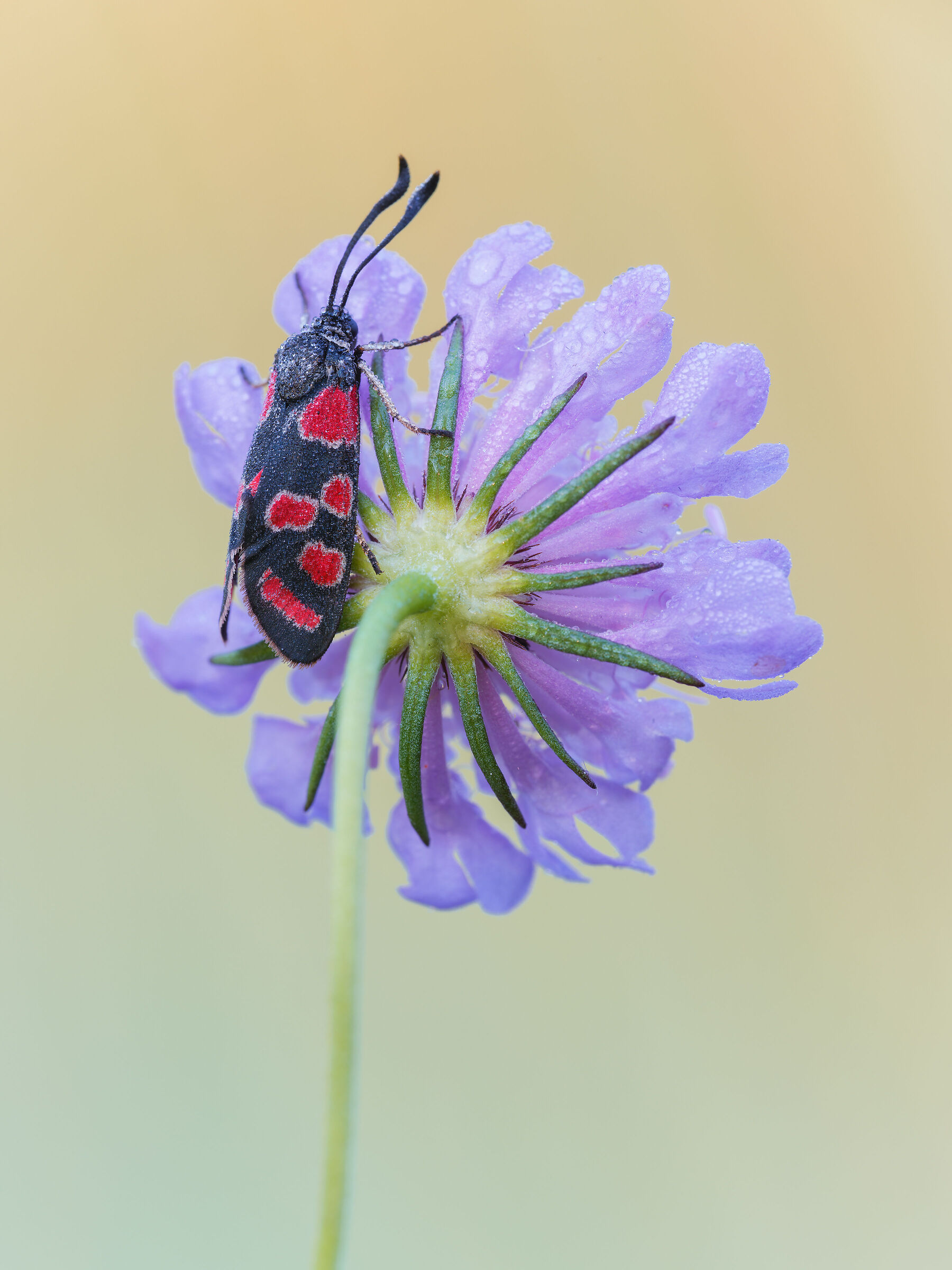 Zygaena carniolica