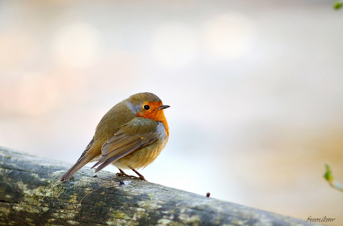 Redbreast