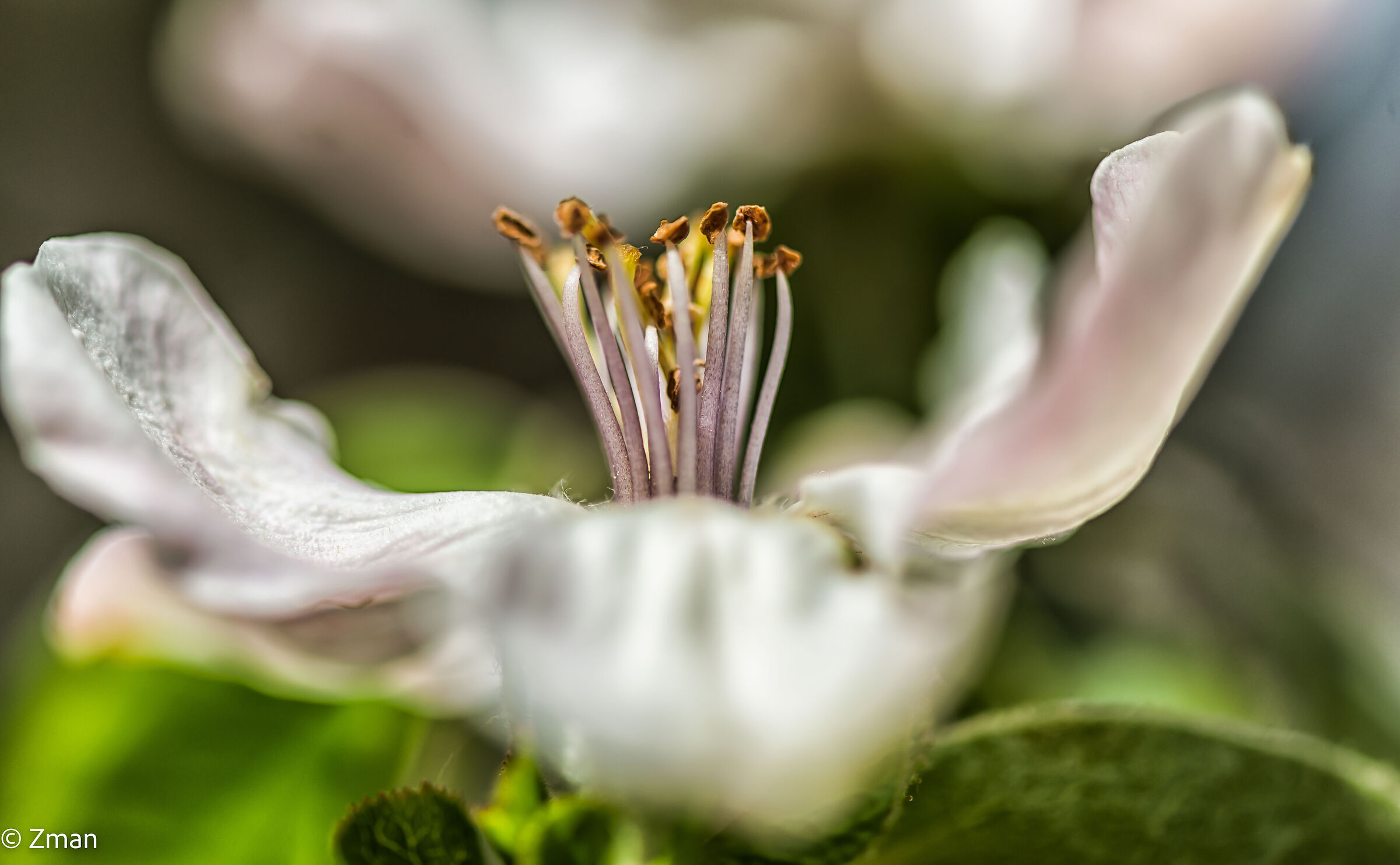 Macro fioritura di mele cotogne