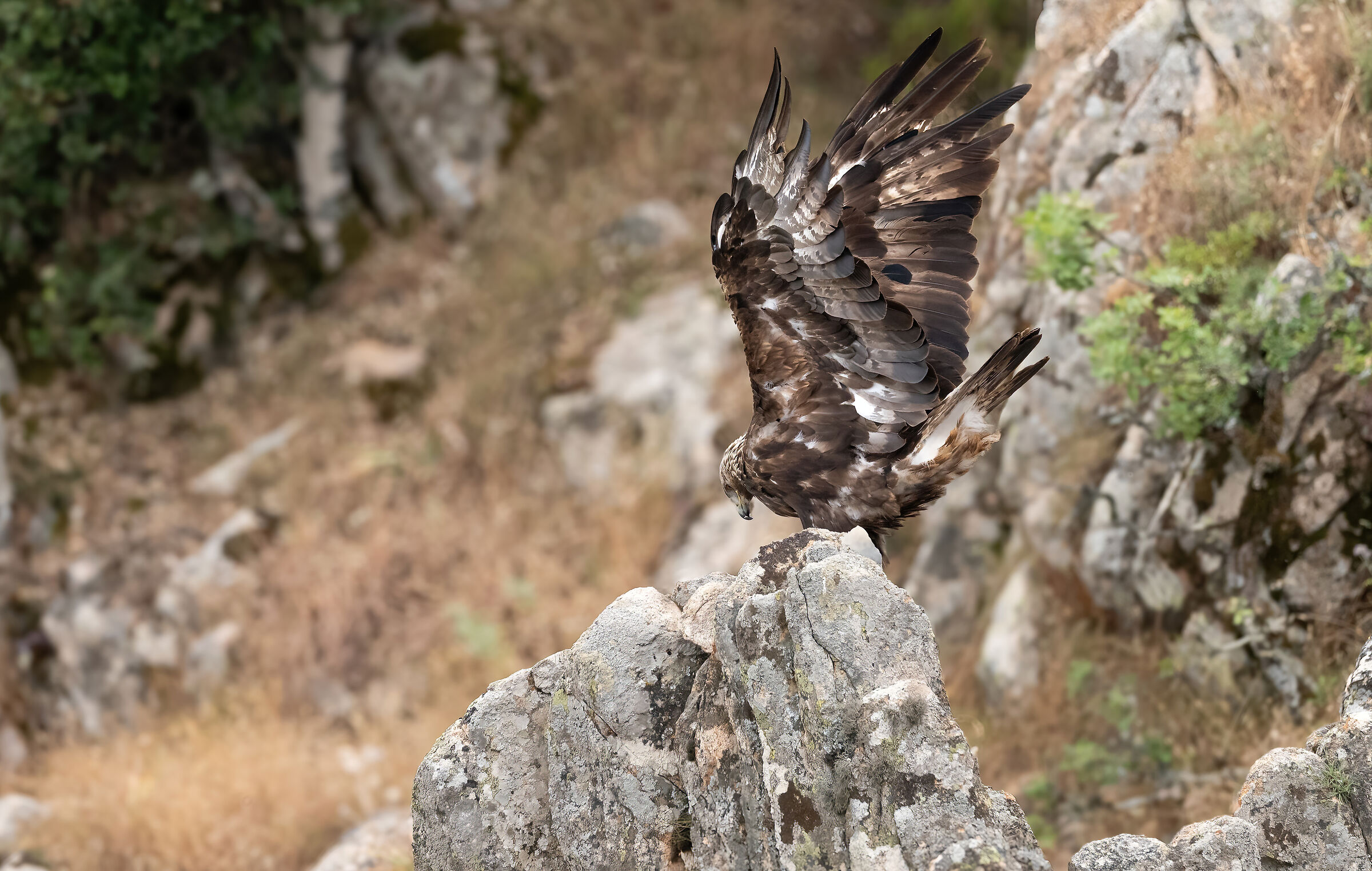 The beauty of its feathers