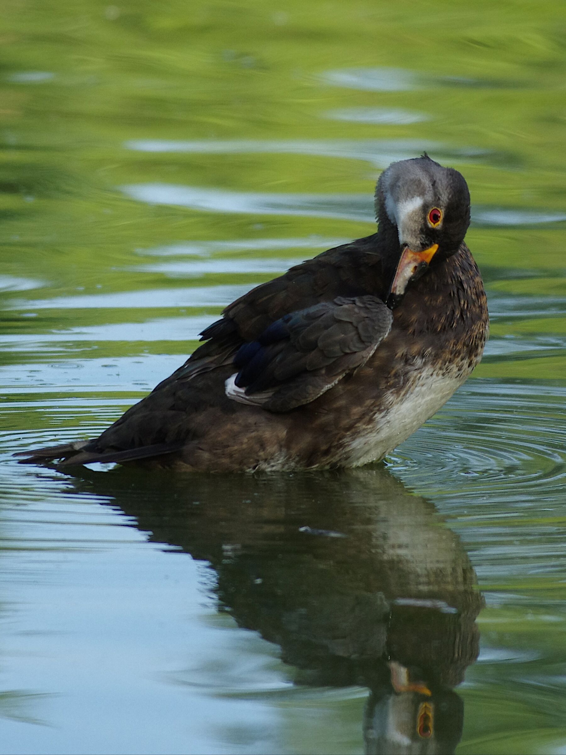 Duck Bride, Male in Eclipse