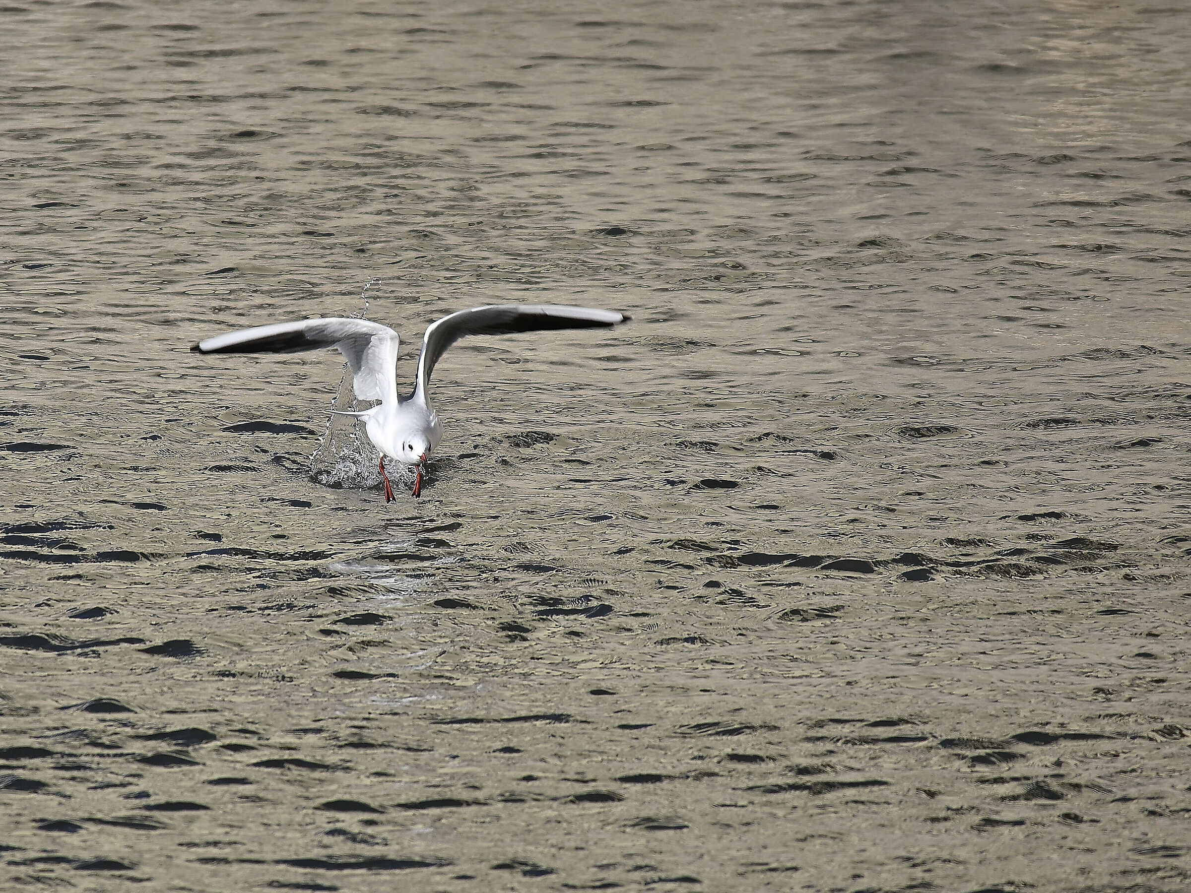 Gull