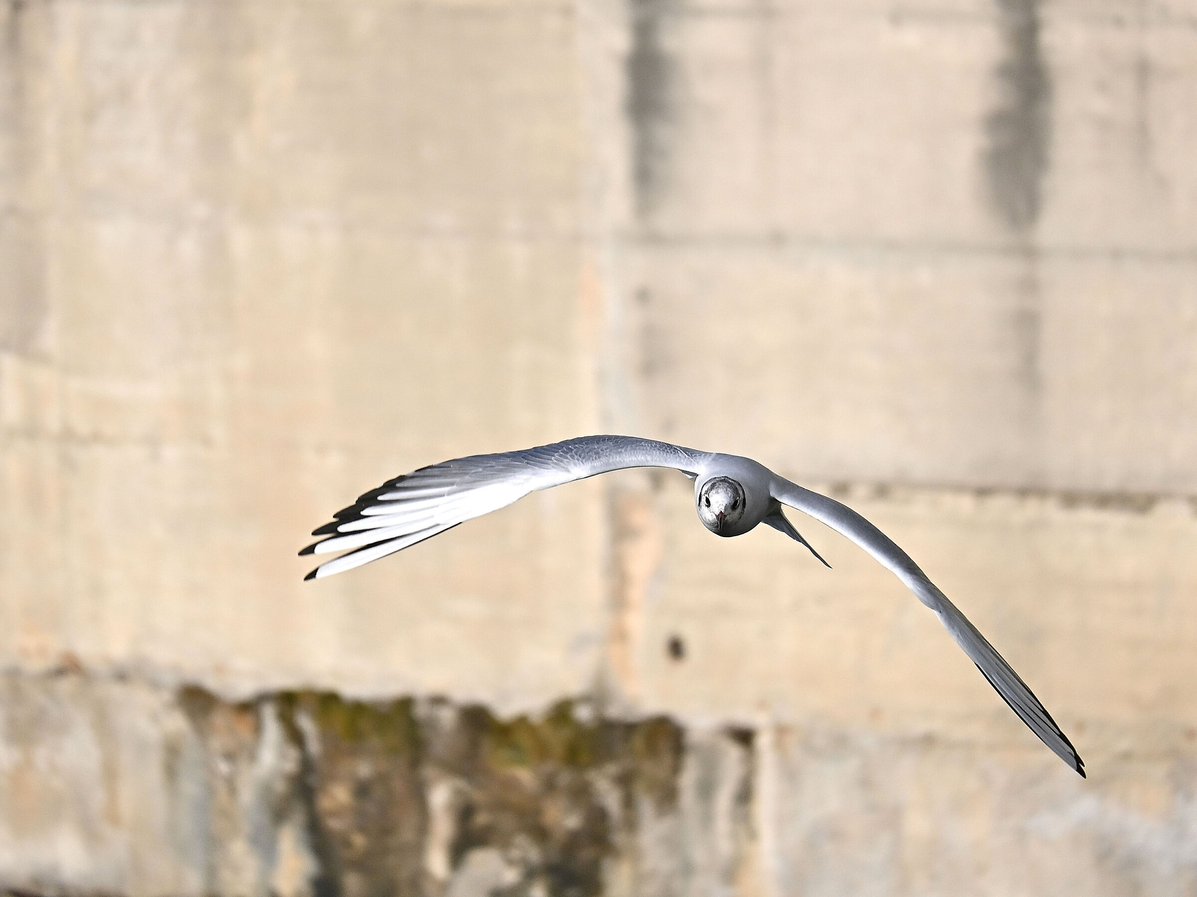 Gull
