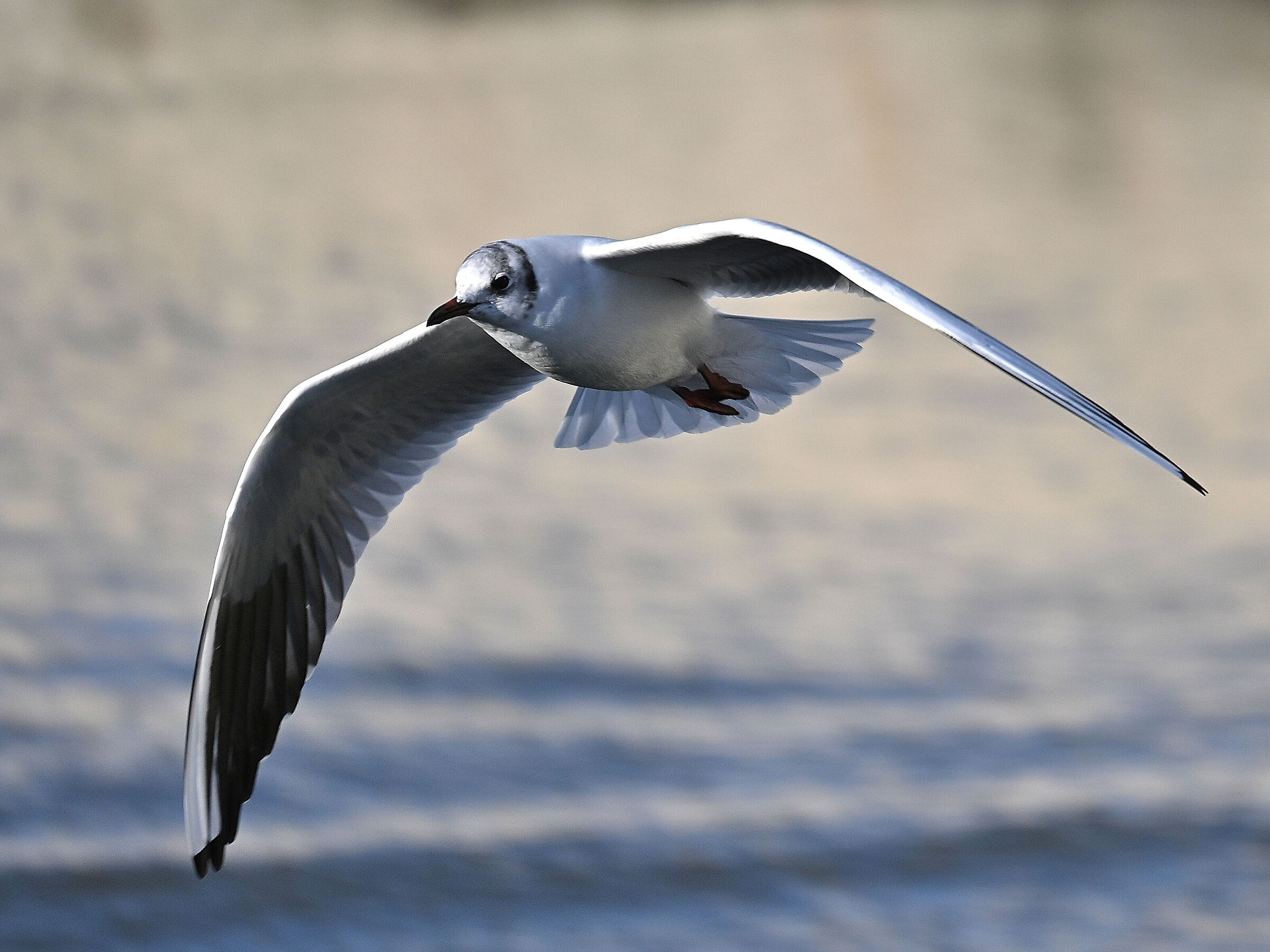 Gull