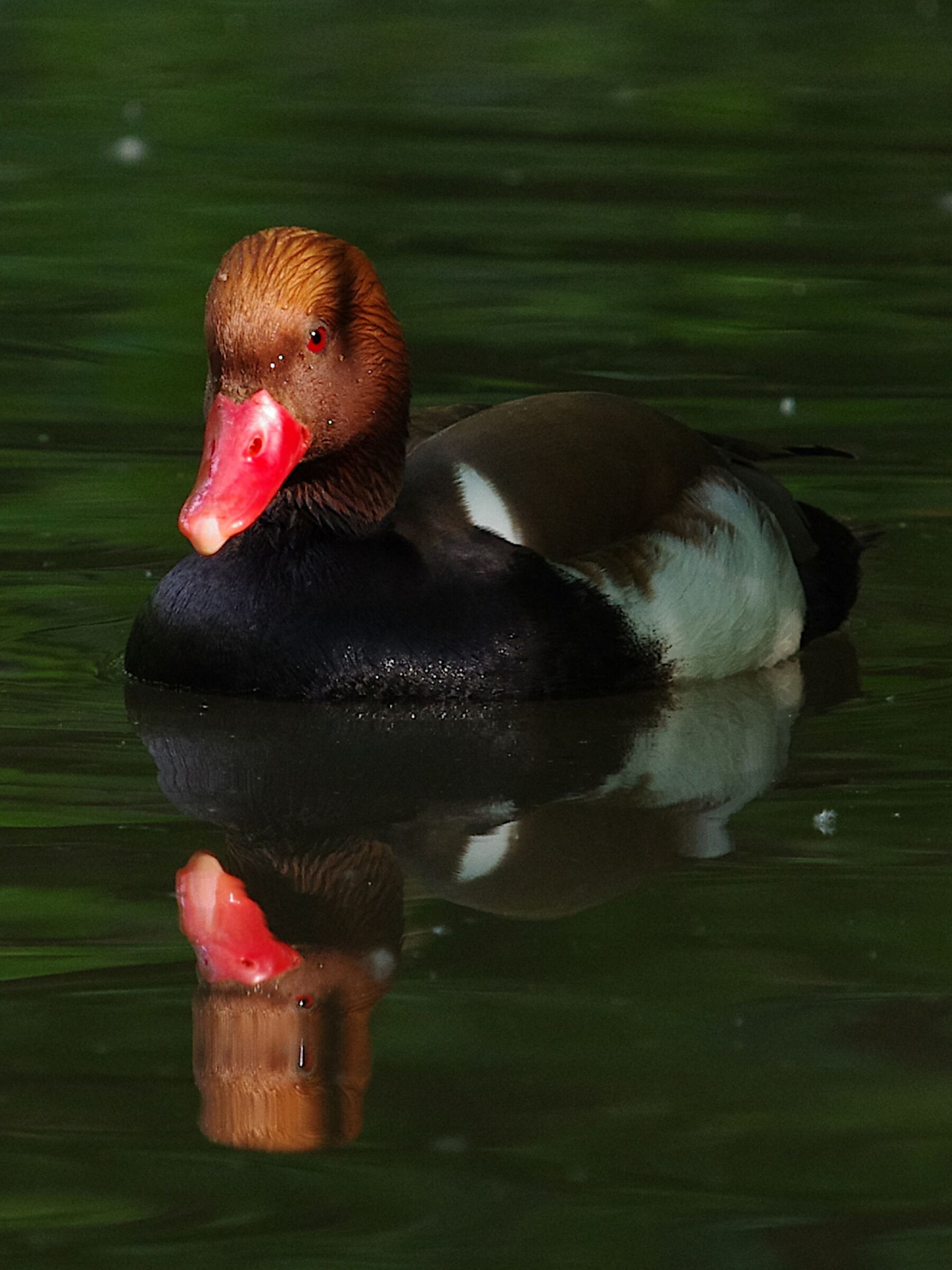Red-crested pochard