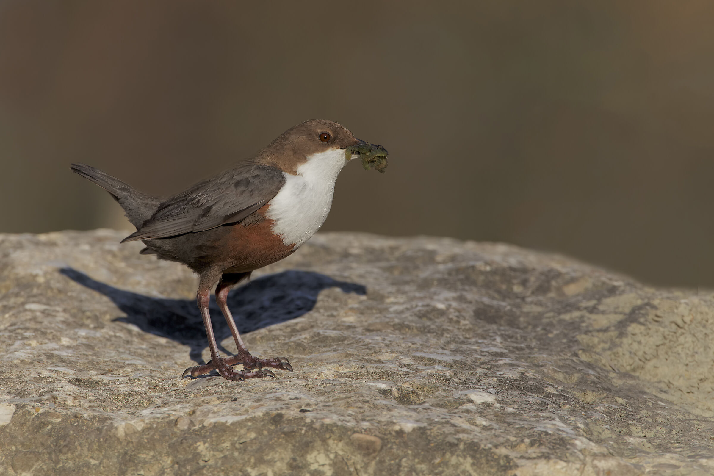 Merlo acquaiolo....all'asciutto