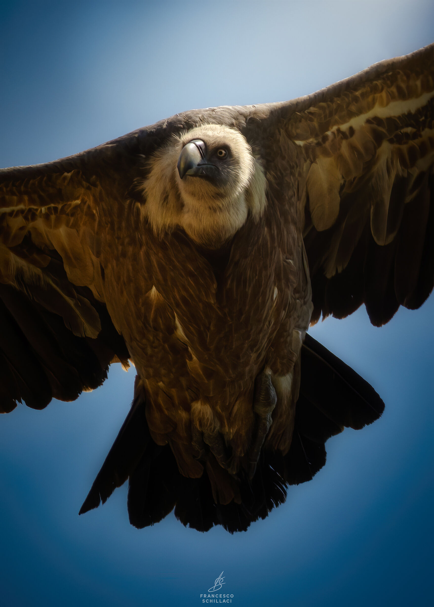 Eurasian Griffon Vulture - fulvus