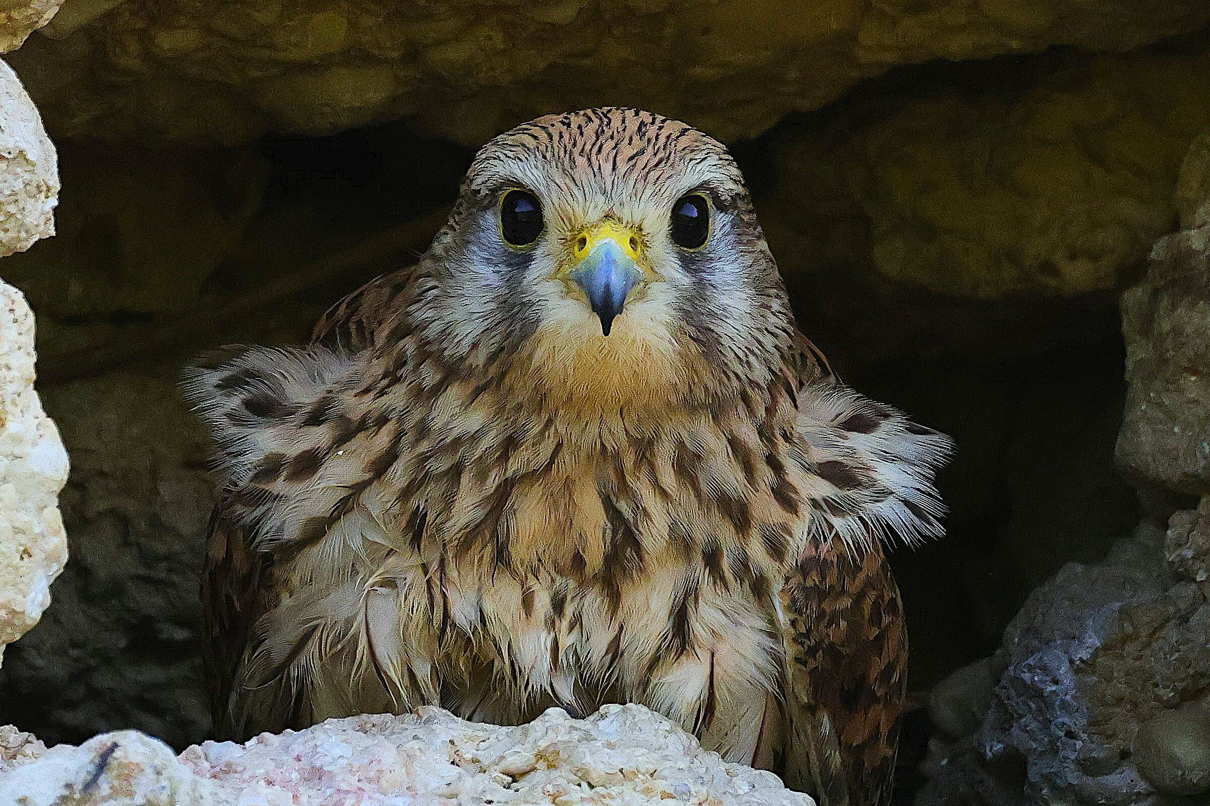 Kestrel
