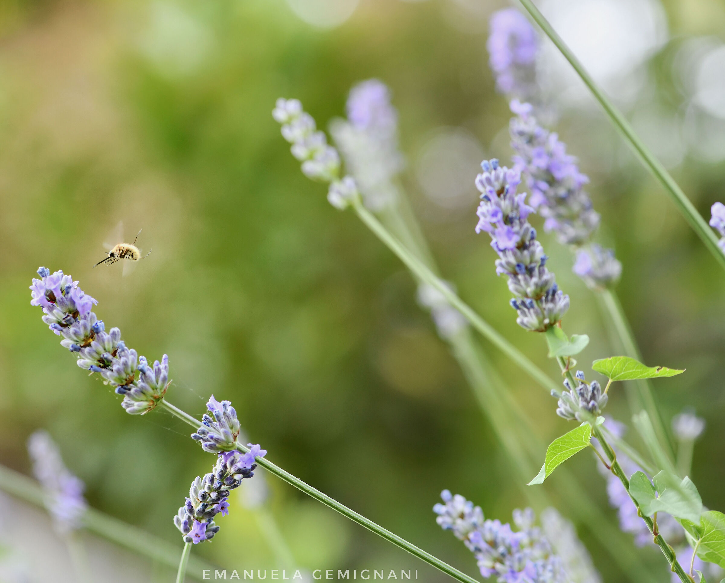 Flying to the precious nectar