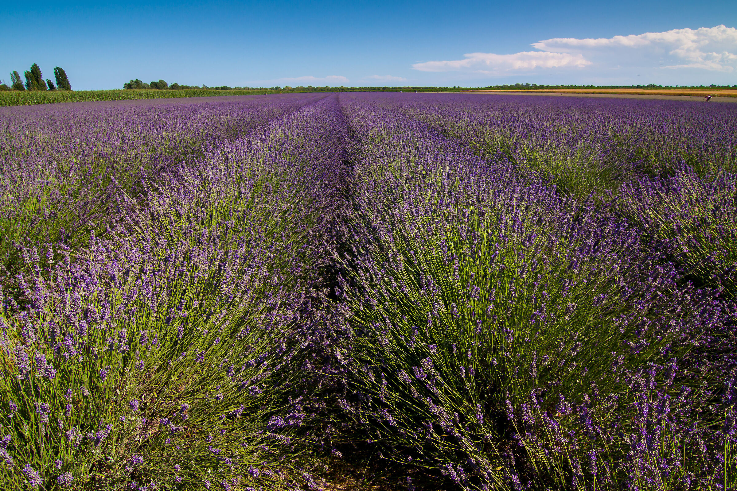Lavandeto Polesano, Ca' Mello , Porto Tolle (Ro)