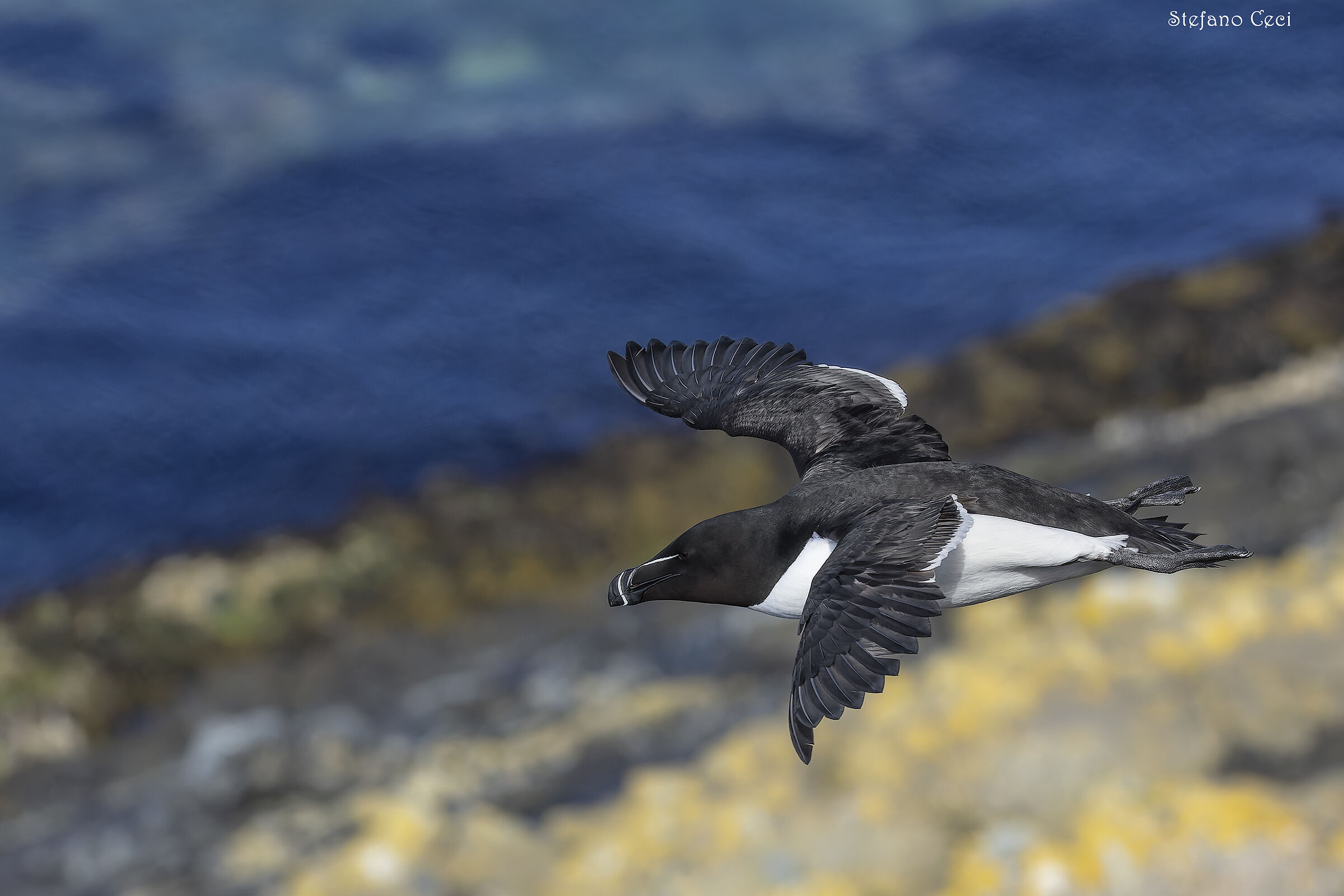 Razorbill