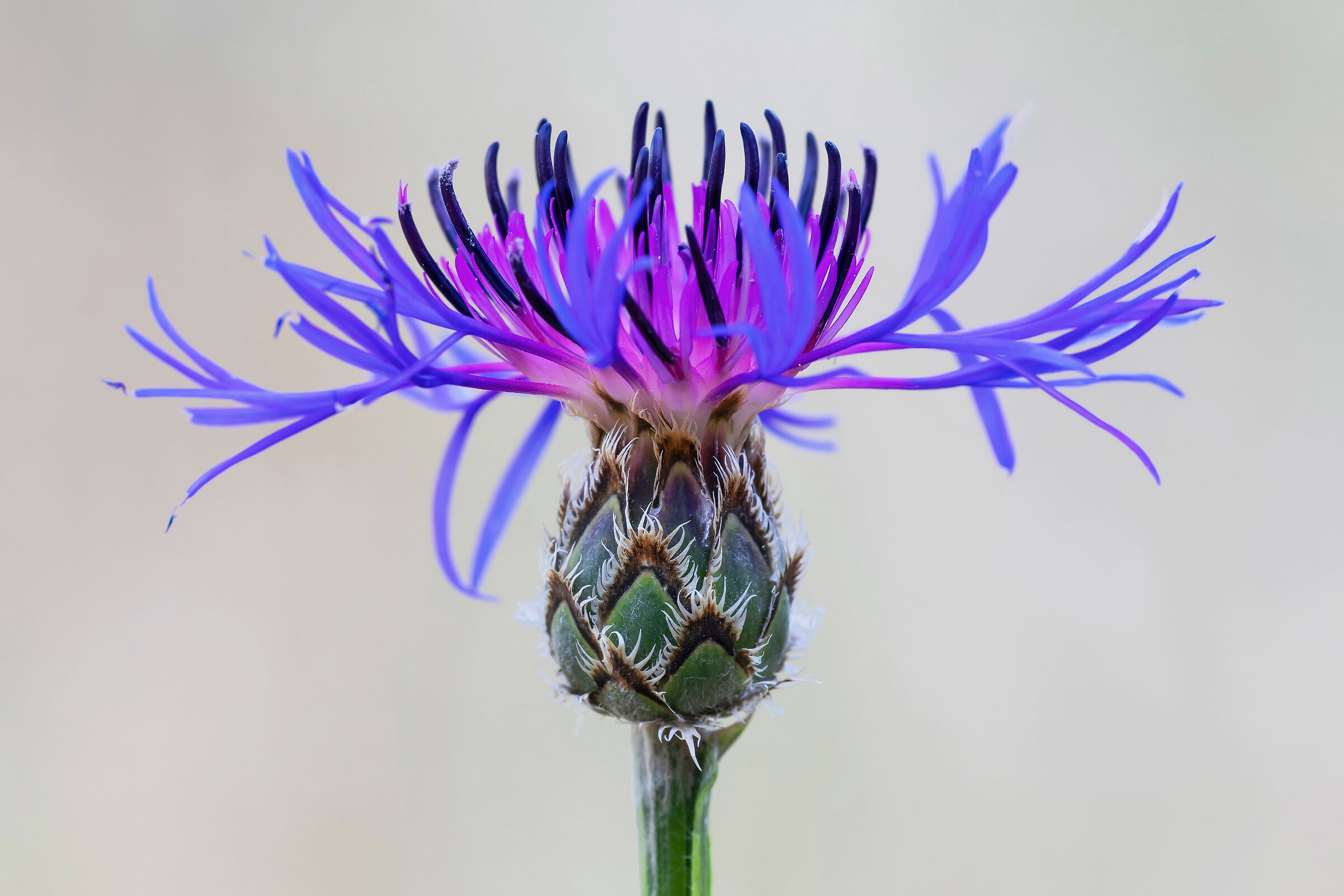Centaurea