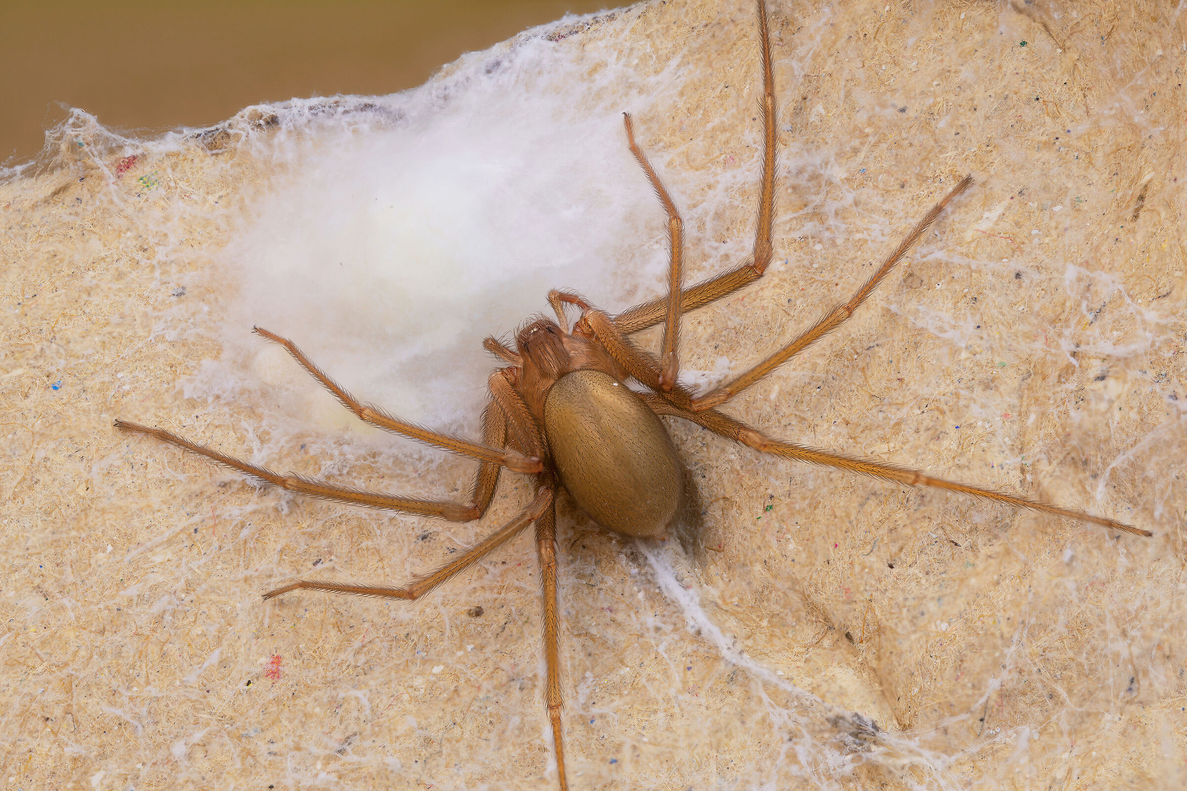 Violin spider with eggs