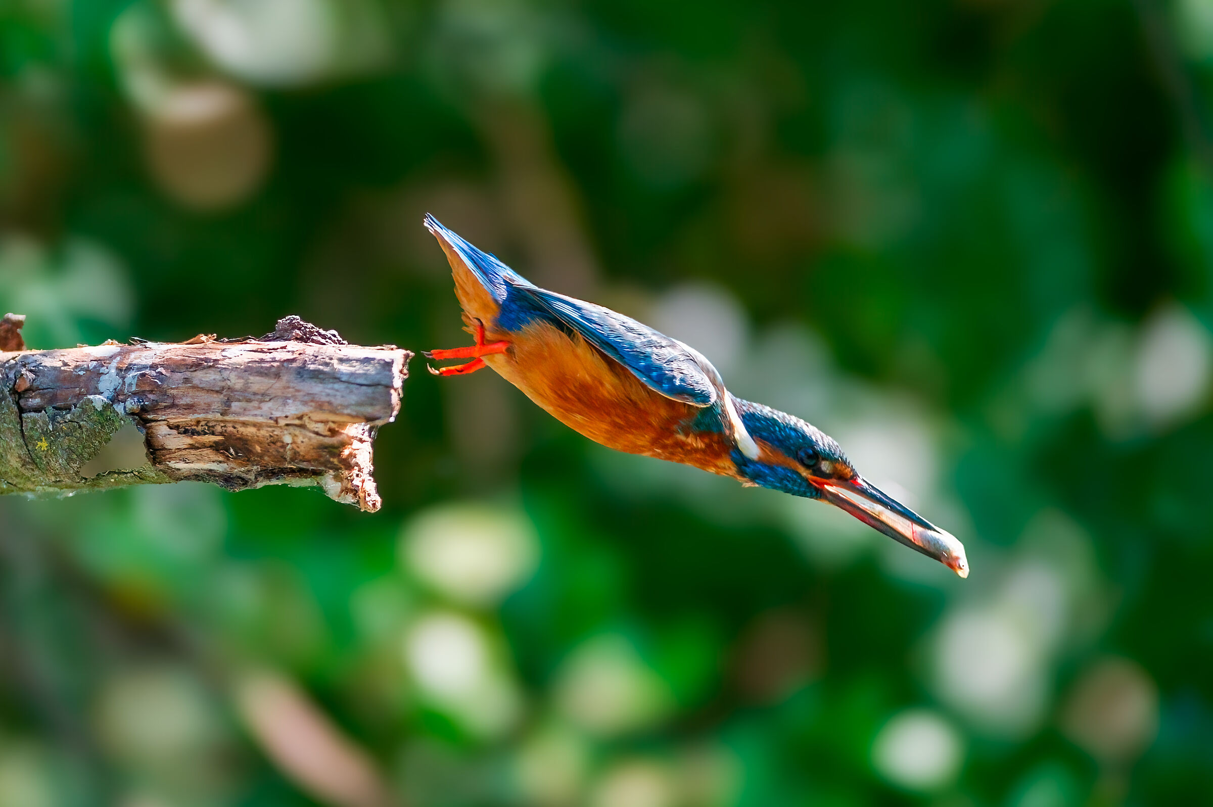 The martino dive with the prey