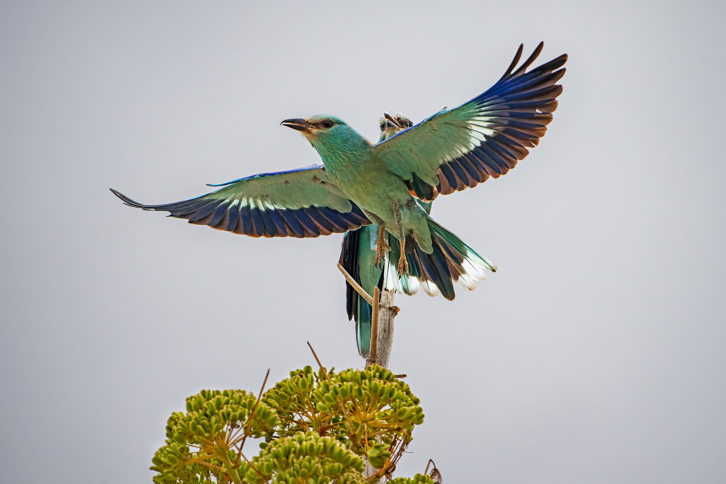 The European jays have arrived