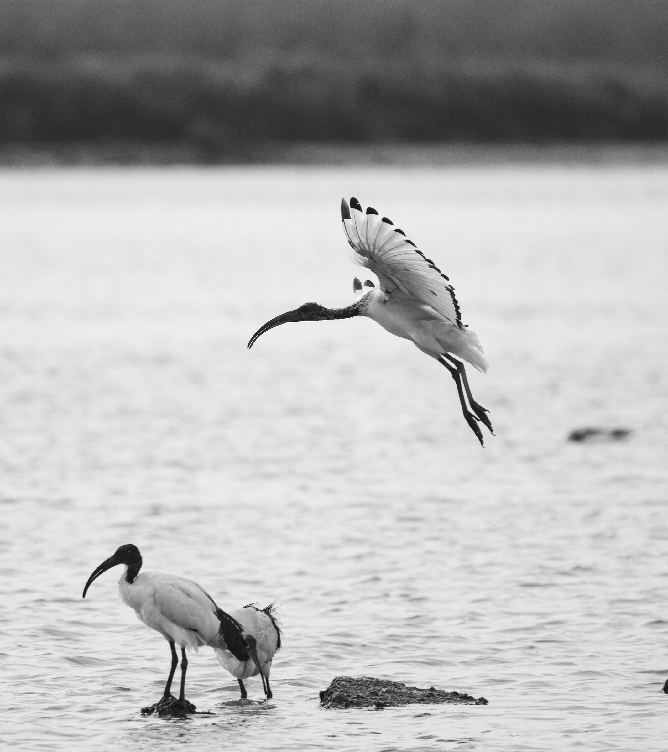 ibis