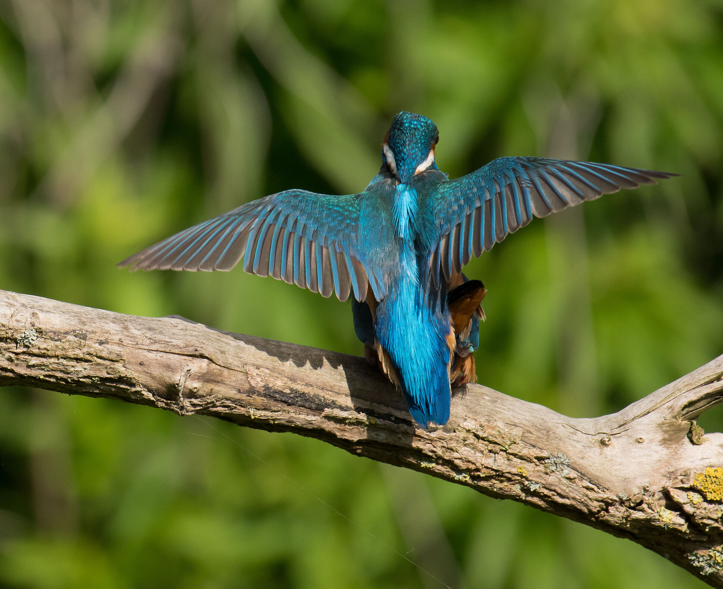 Quasi pronto per il prossimo lotto