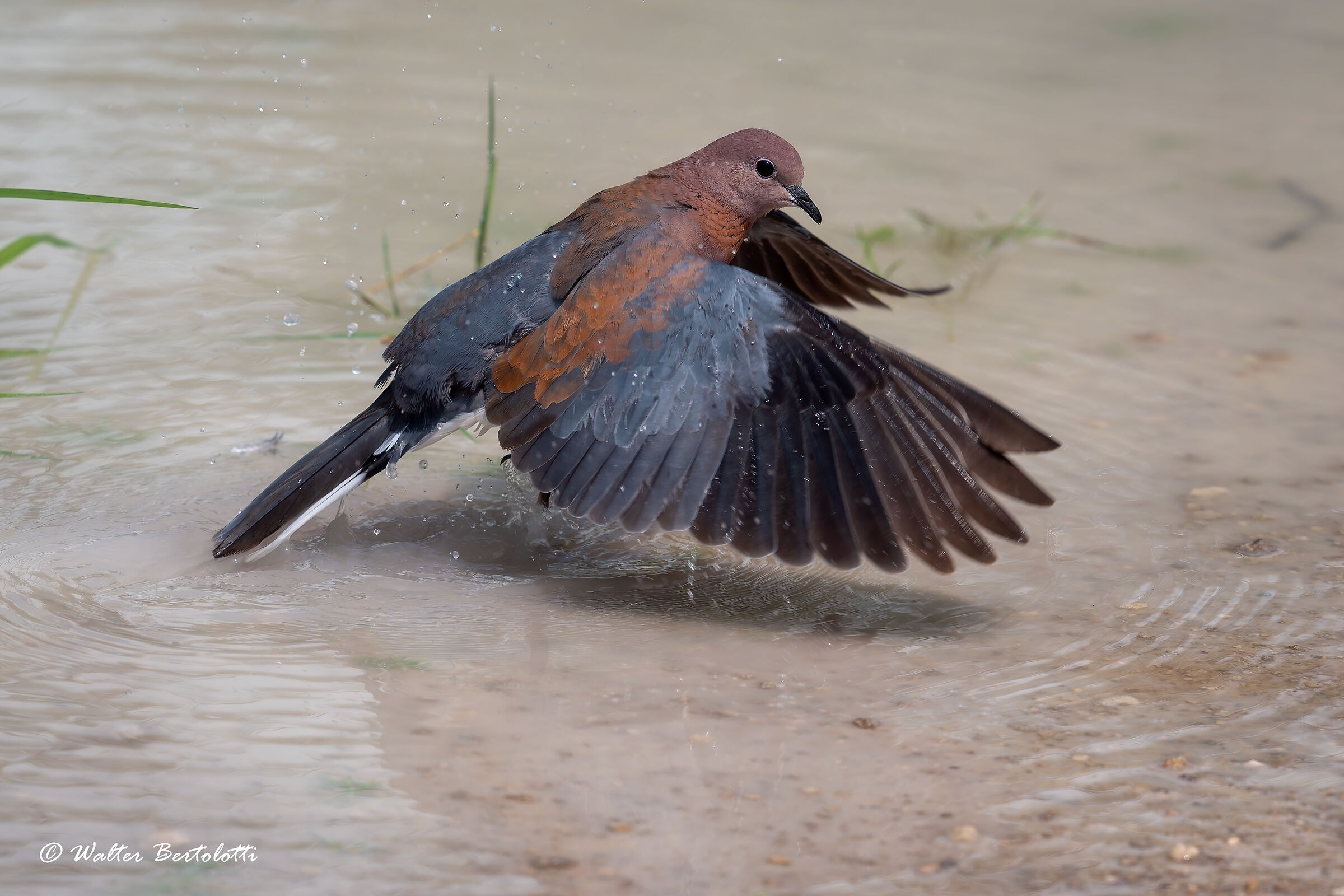 Palm Dove