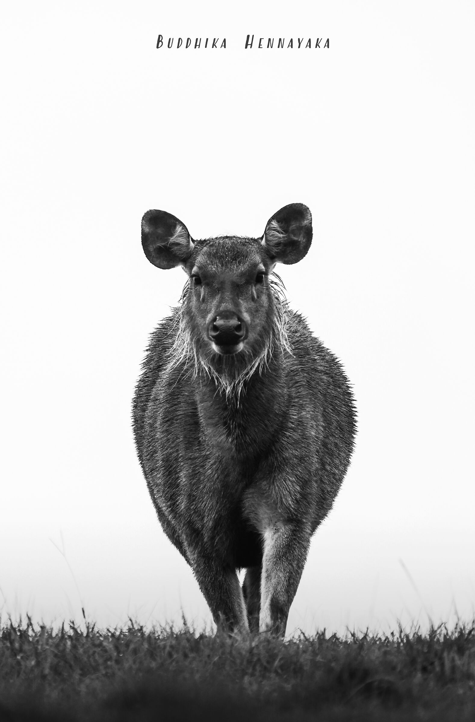 Horton plains _ sri lanka