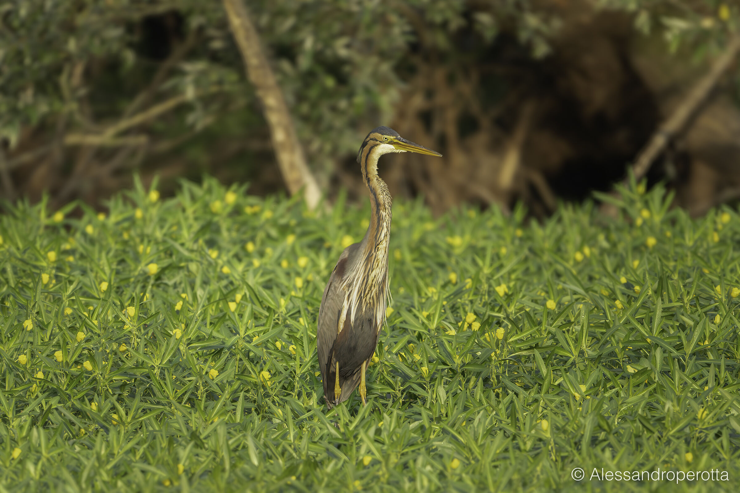 Ardea purpurea