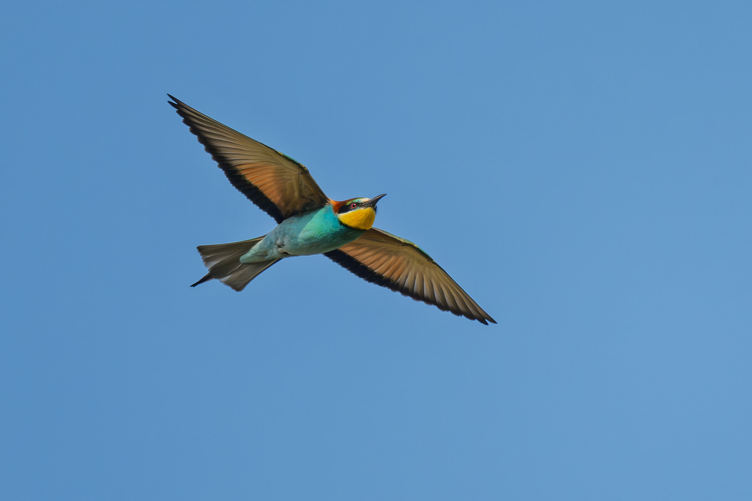 Bee-eater in flight
