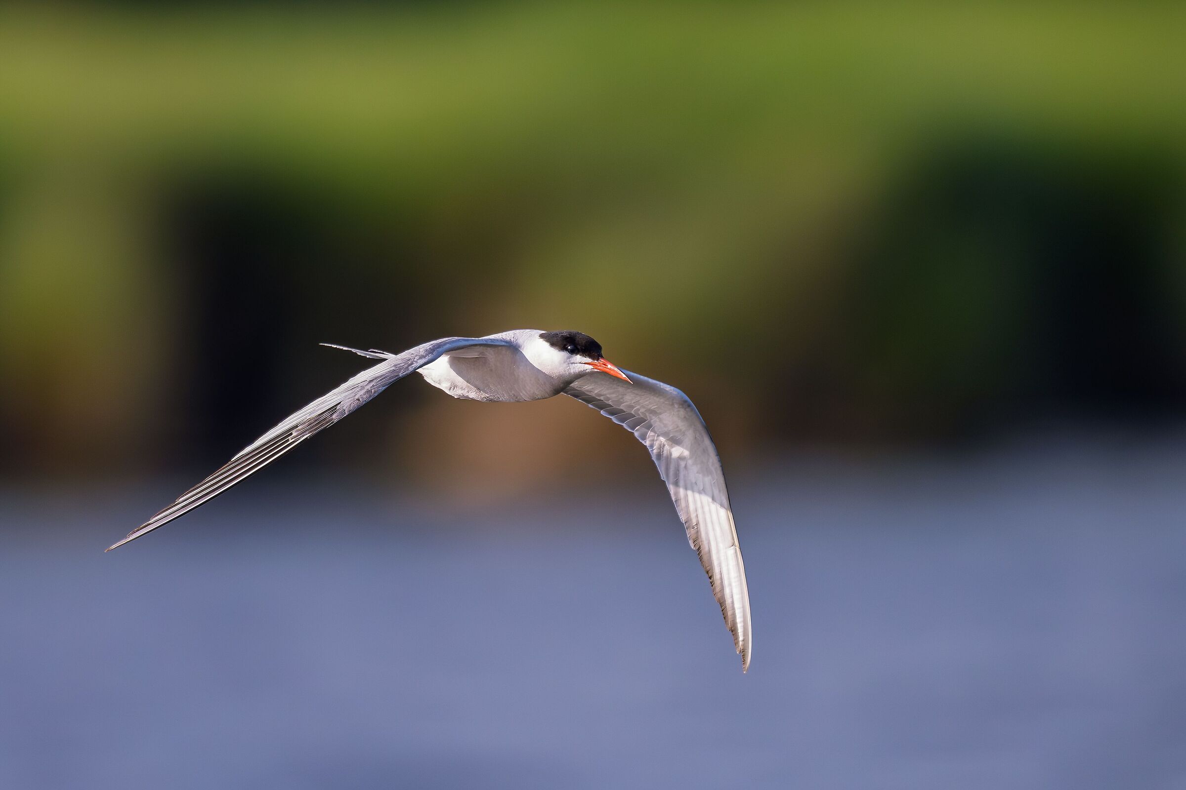 Common tern in flight
