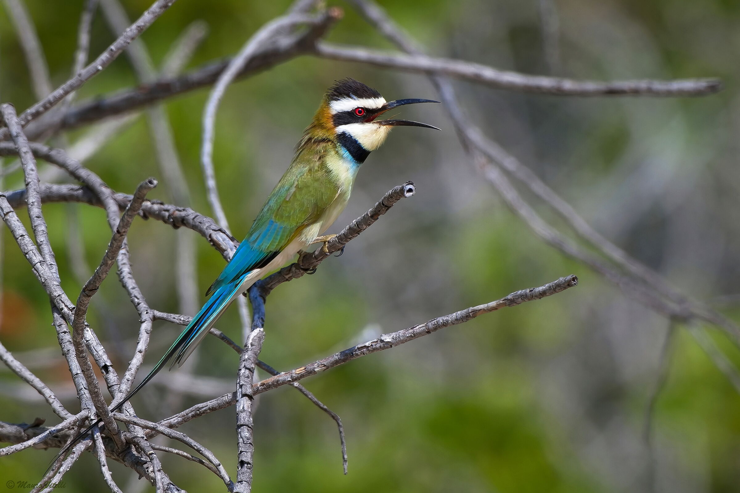 Gruccione golabianca (Merops albicollis)