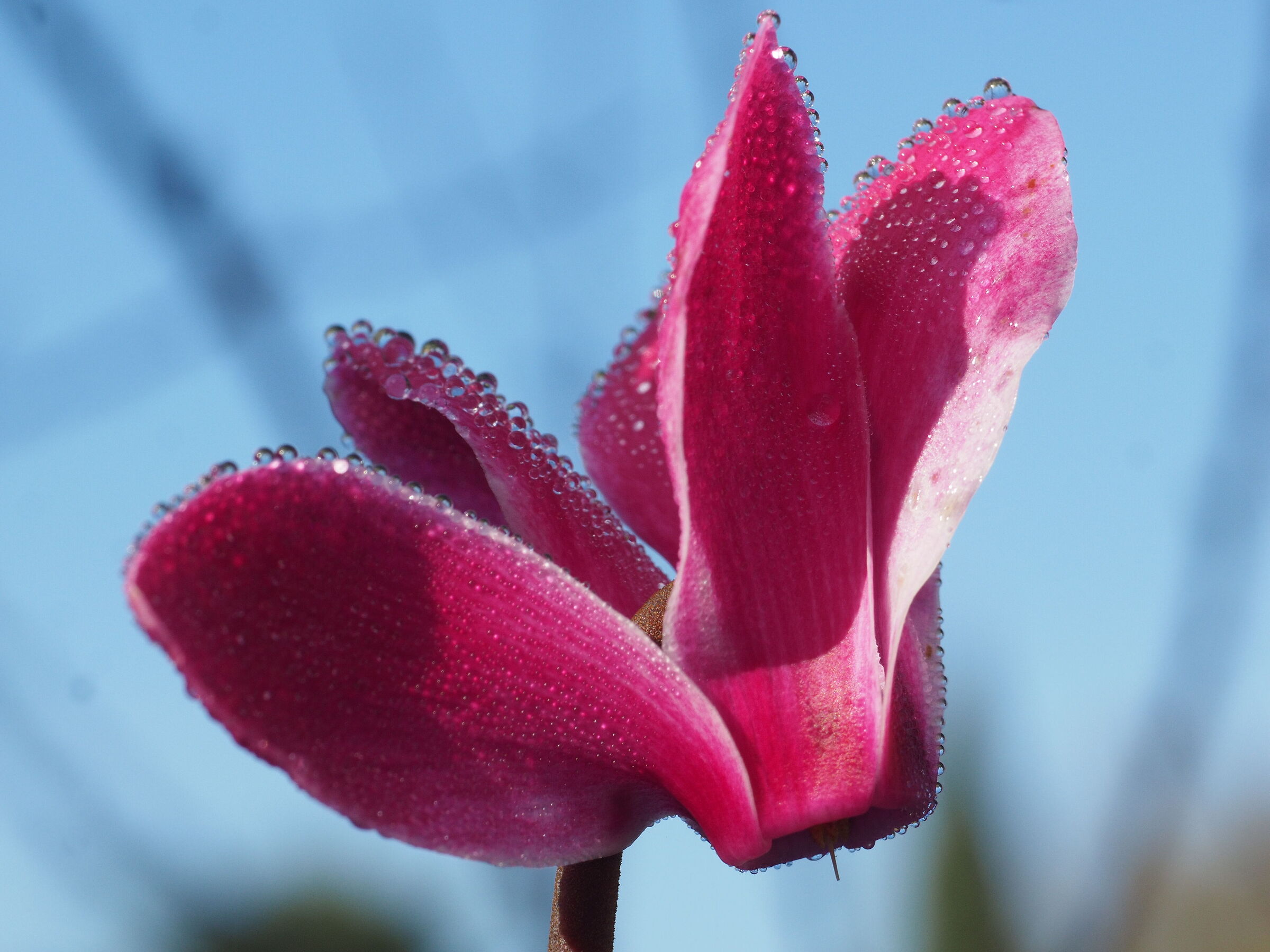 Reflections on cyclamen