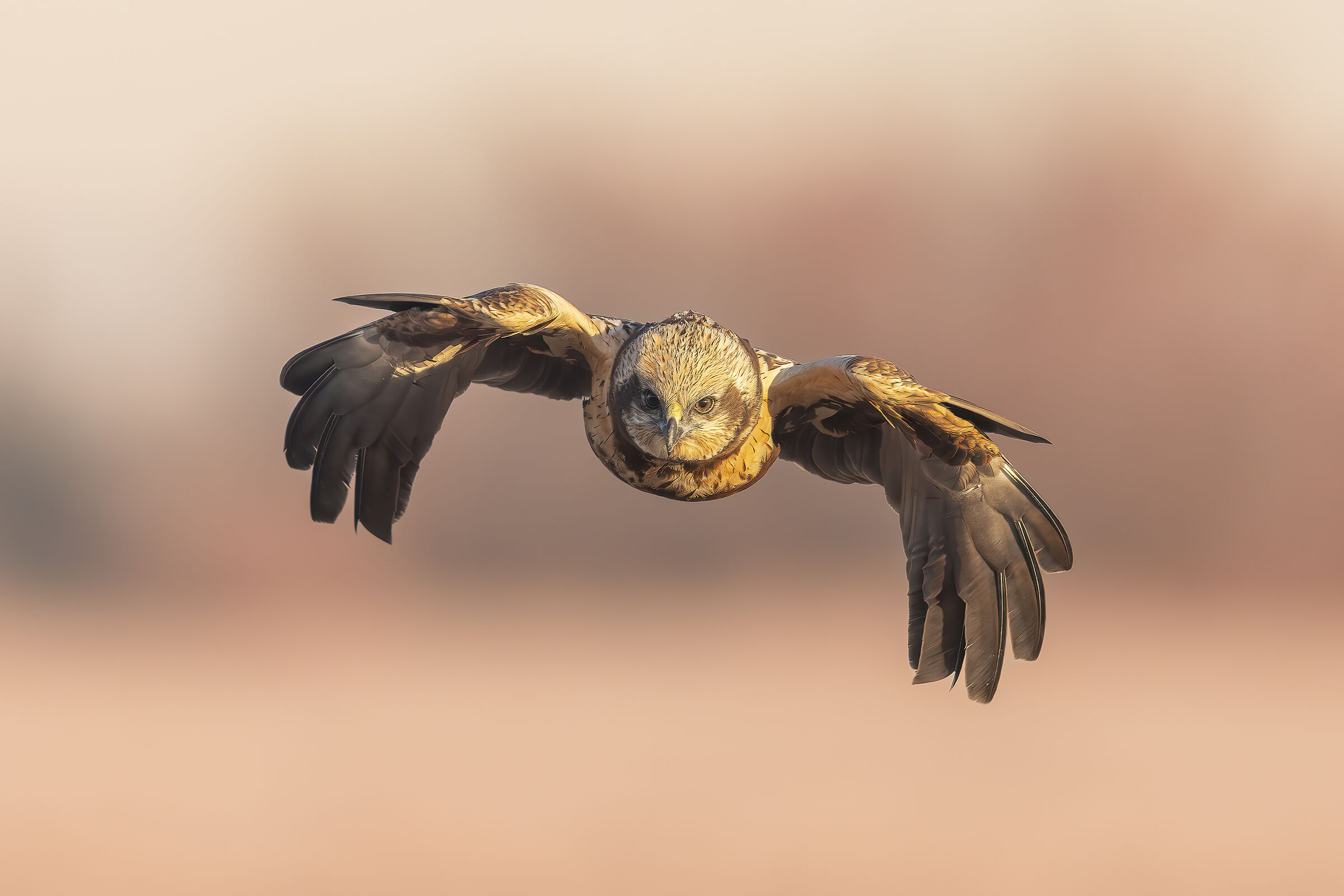 Marsh Harrier - Female in Flight