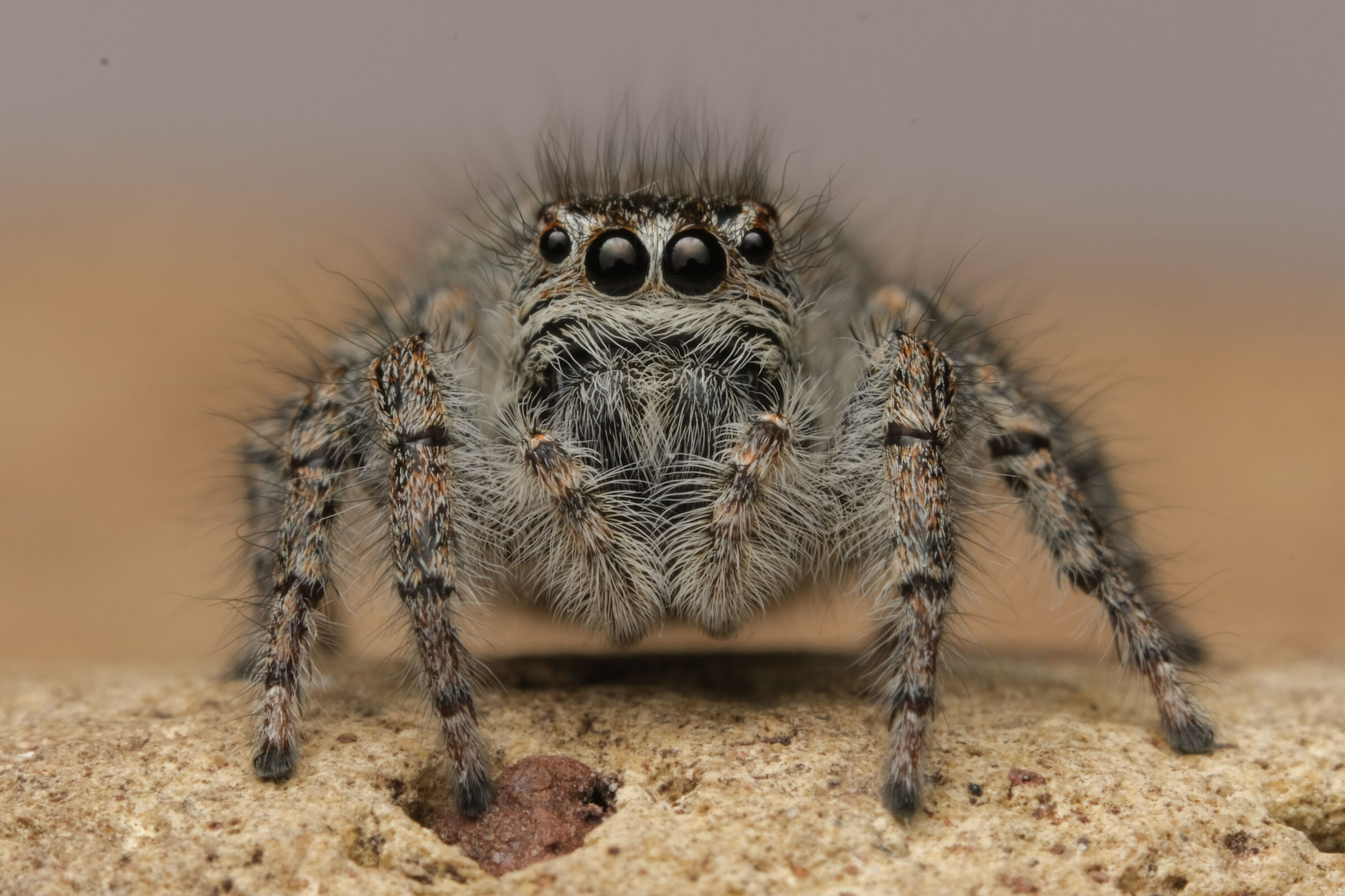 jumper